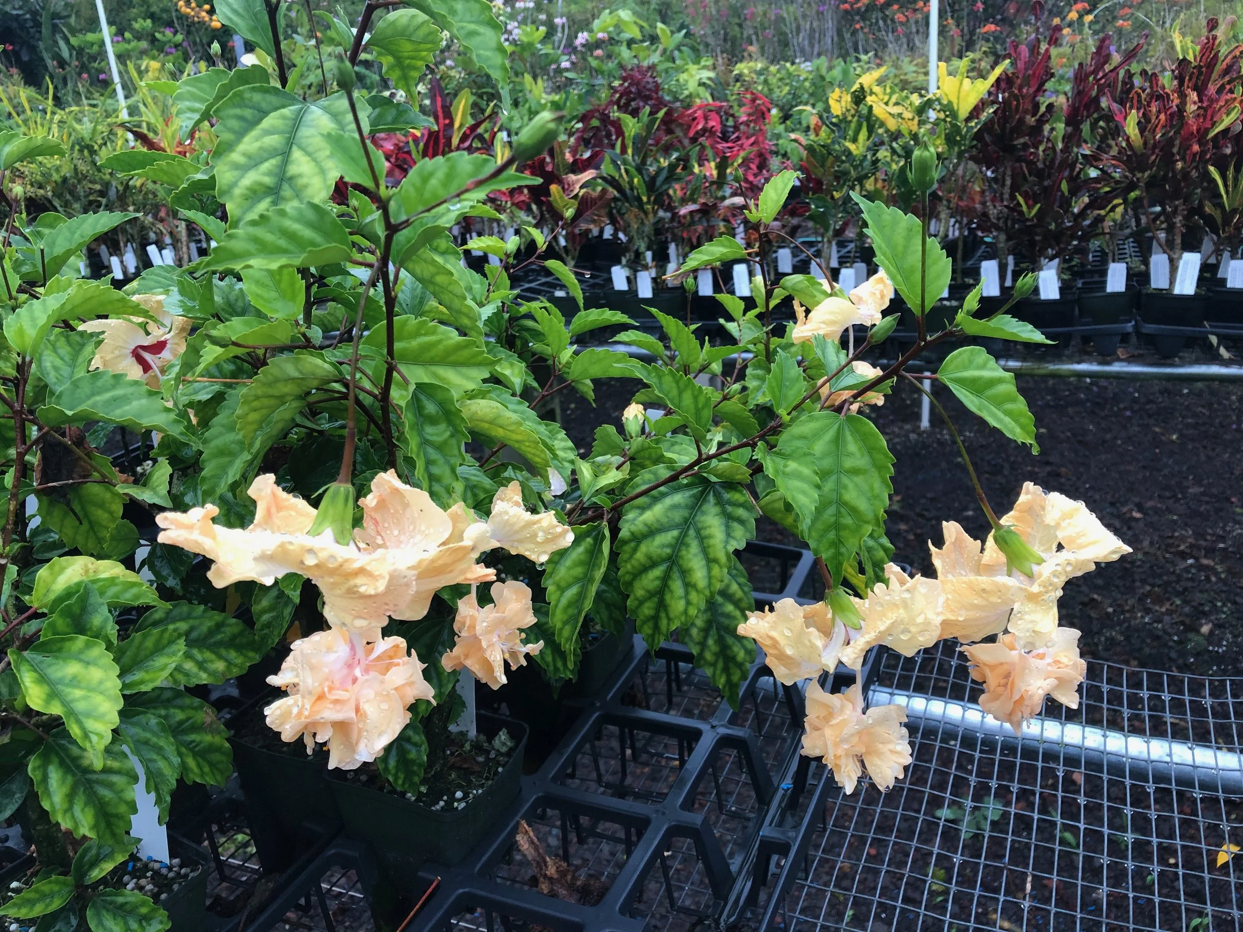 Hibiscus schizopetalus x  'El Capitola Yellow' (1).jpeg