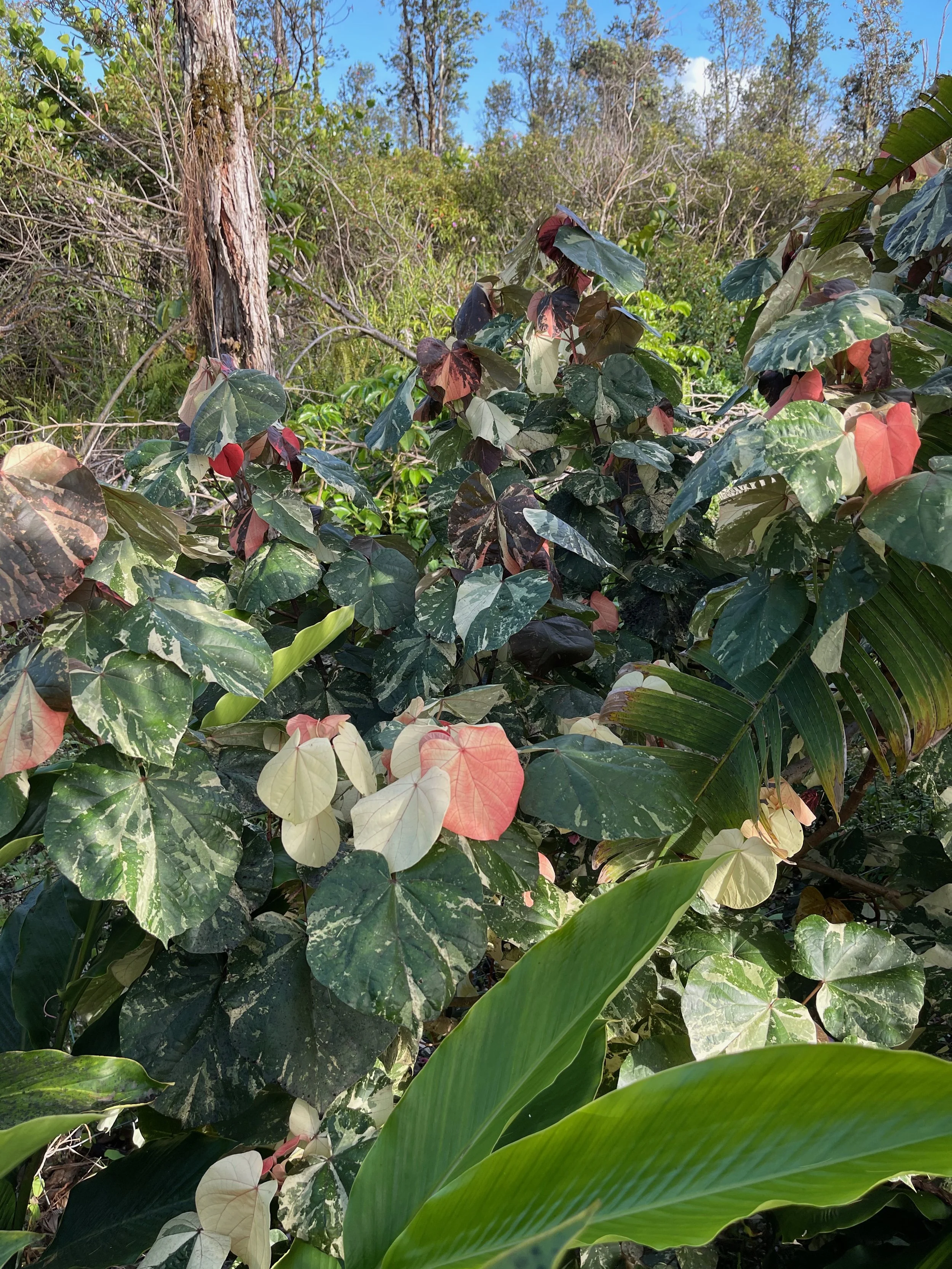 Hibiscus tiliaceus variegata (2).jpeg