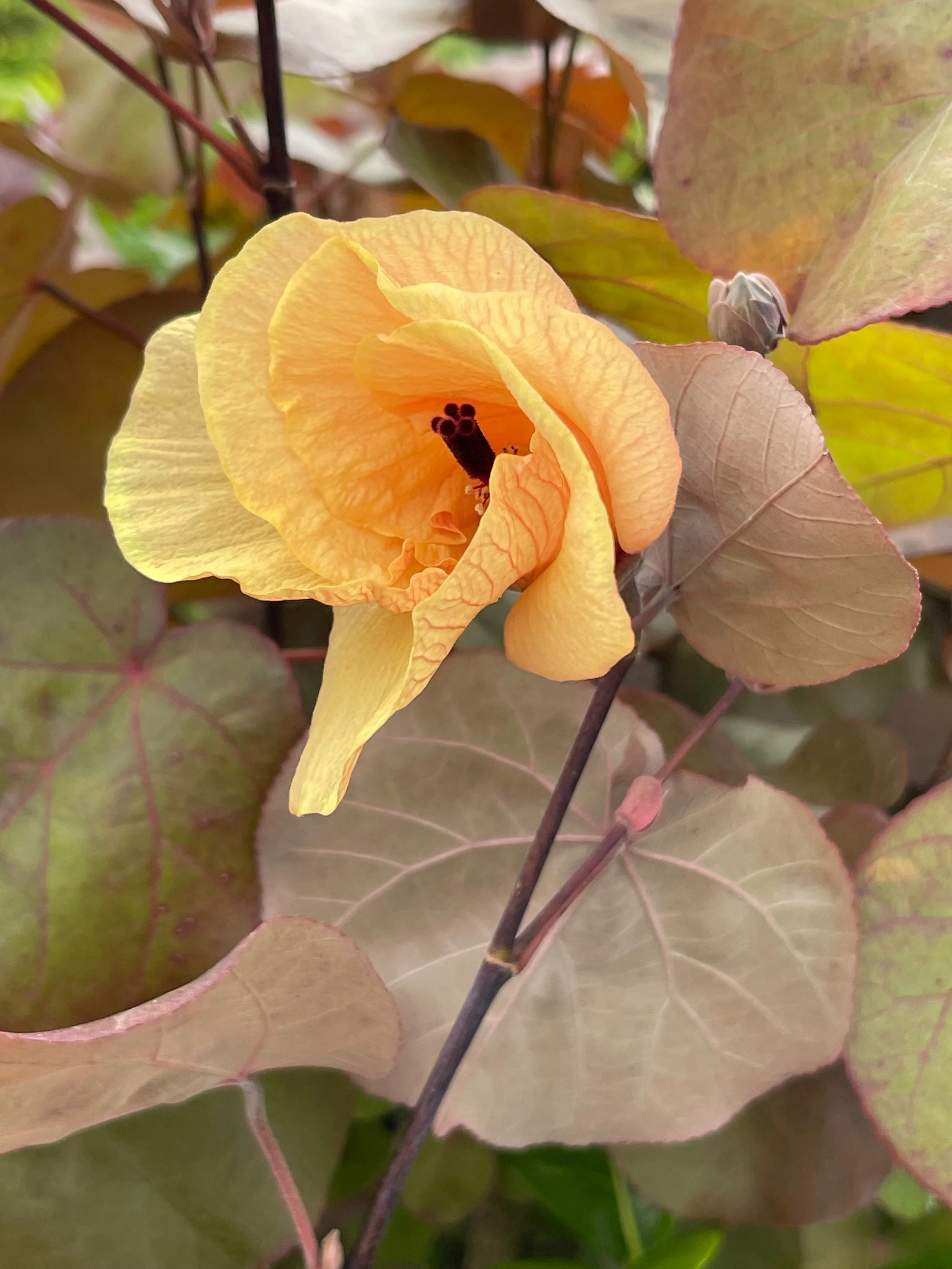 Hibiscus tiliaceus purpurea (2).jpeg