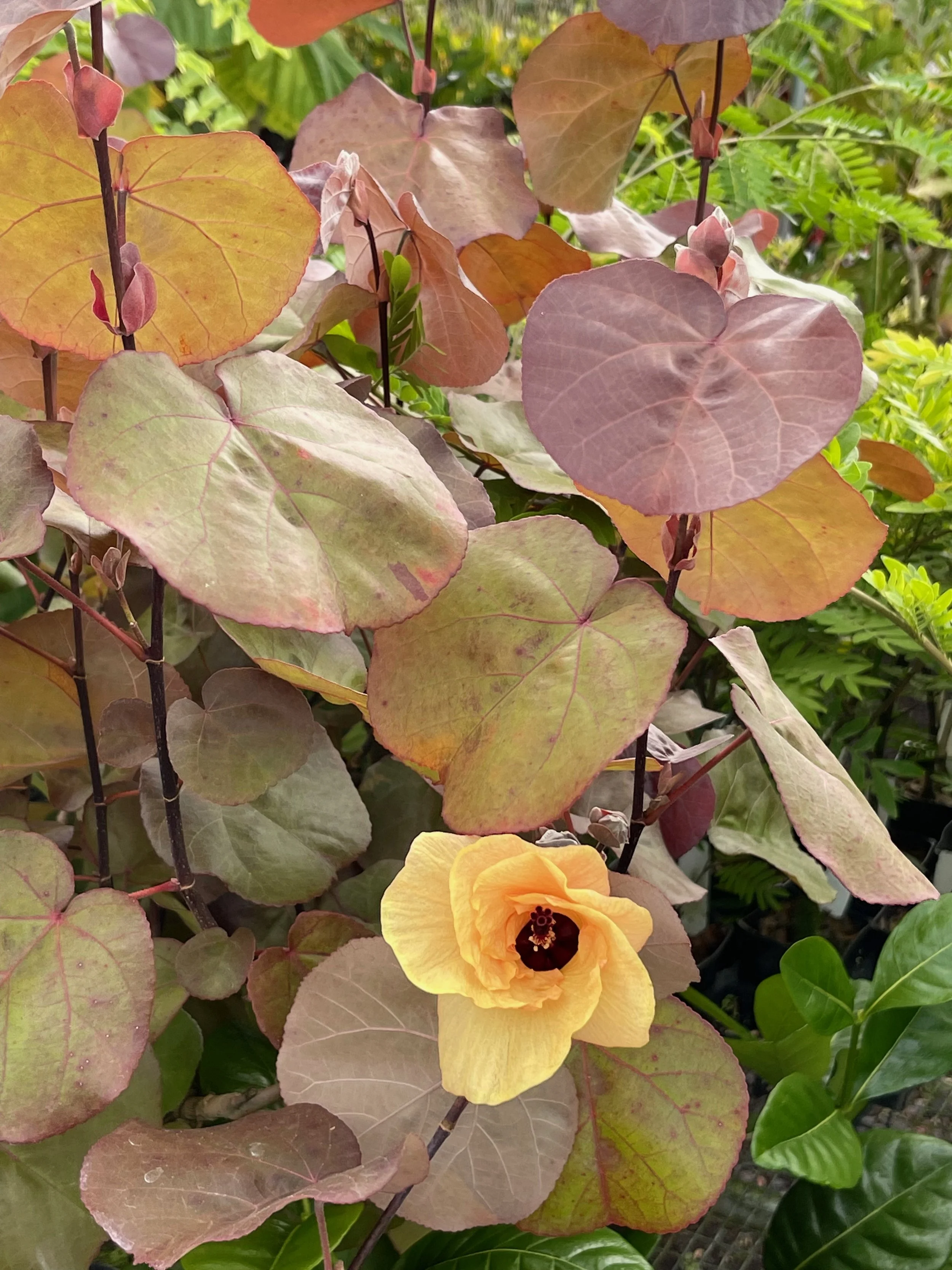 Hibiscus tiliaceus purpurea (3).jpeg