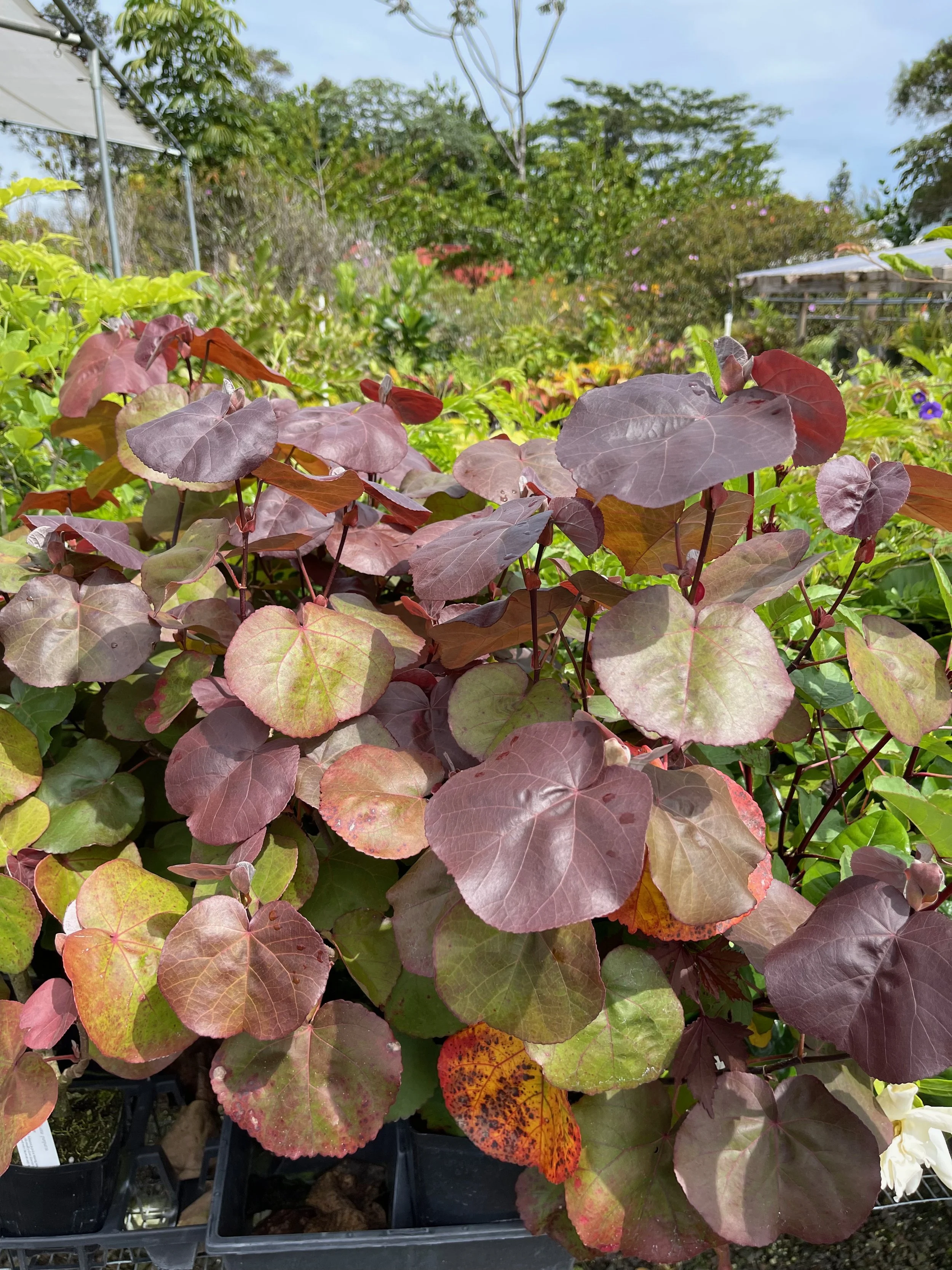 Hibiscus tiliaceus purpurea (1).jpeg