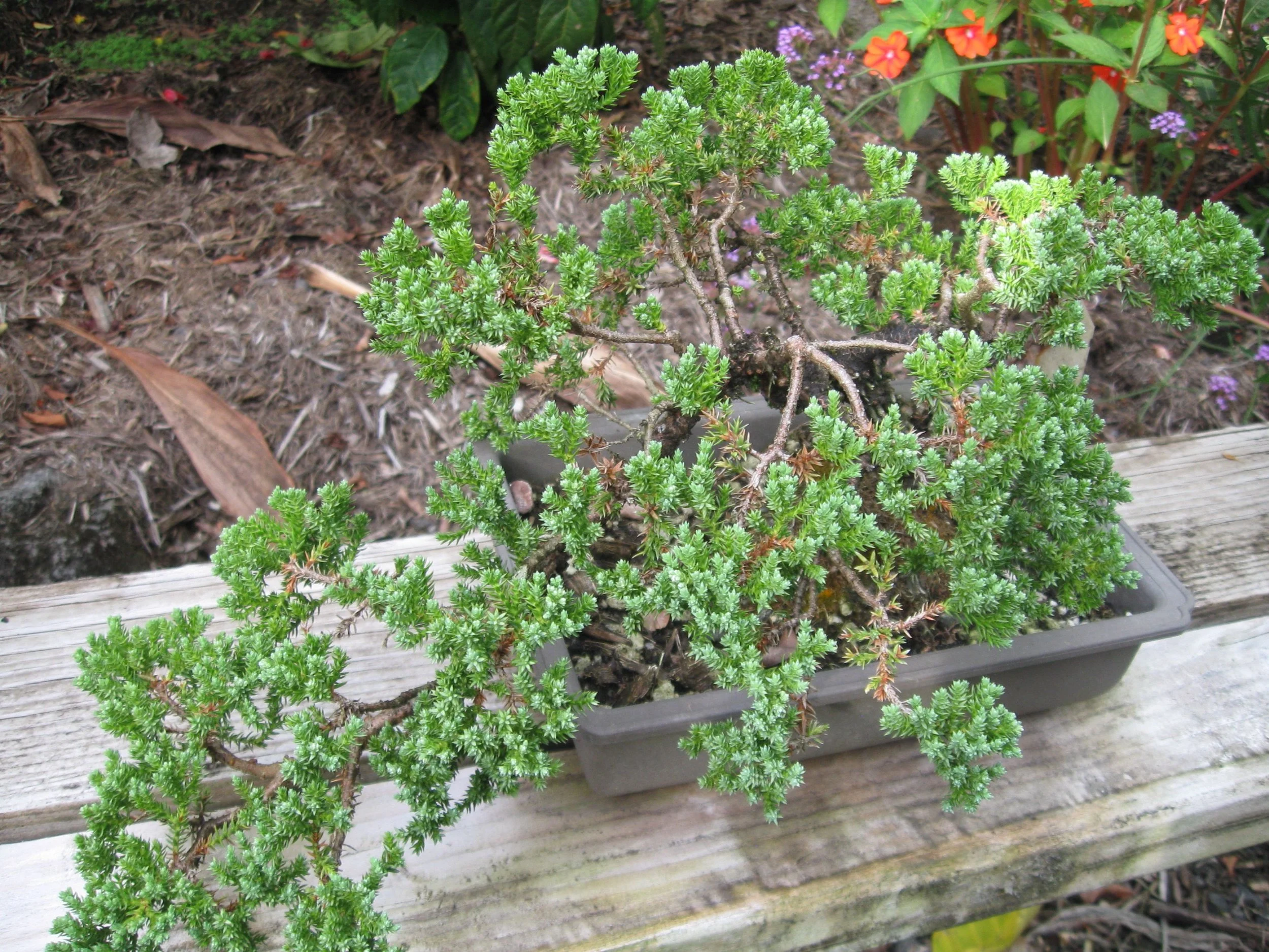 Planta Natural Exterior Juniperus Rastrero Pfitzeriana Glauca La ...
