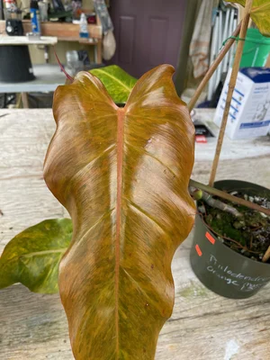san pedro cactus Echinopsis pachanoi "San Pedro" #5