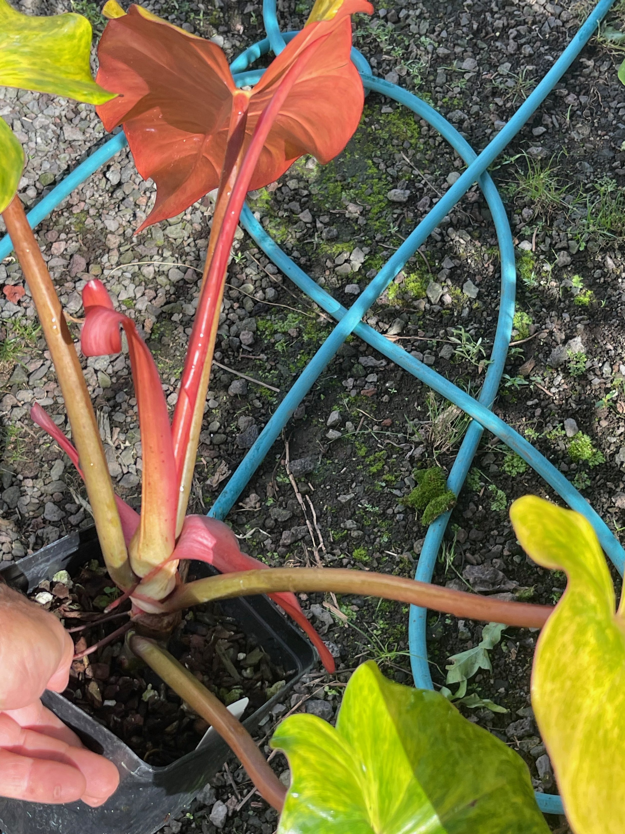 Philodendron 'Orange Marmalade' (3).jpeg