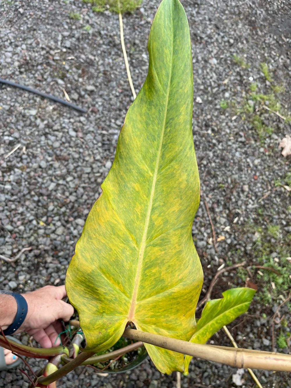 Philodendron 'Orange Marmalade'  Vintage Green Farms with Tom Piergrossi