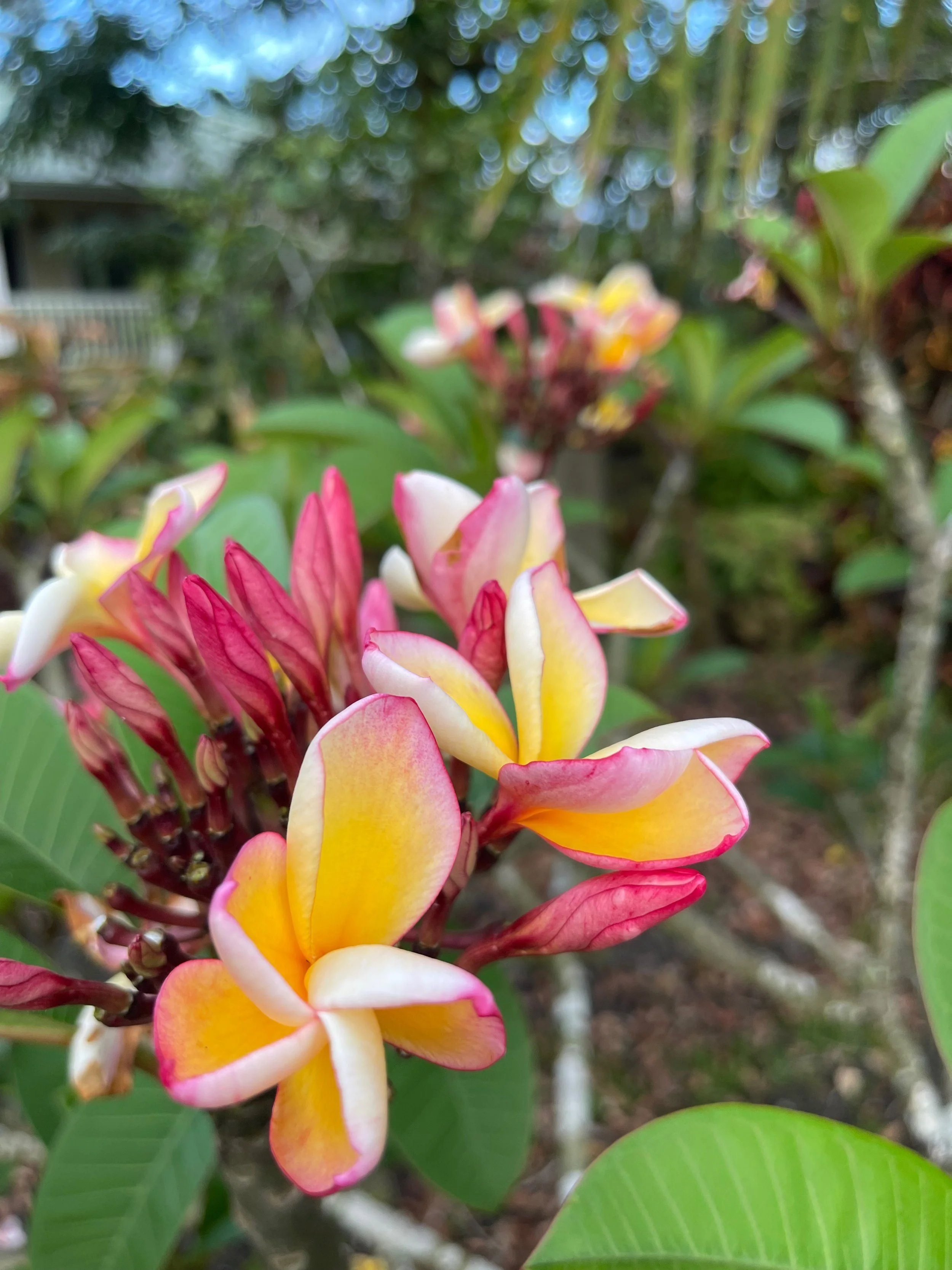 Plumeria rubra ‘California Sunset' (5).jpeg