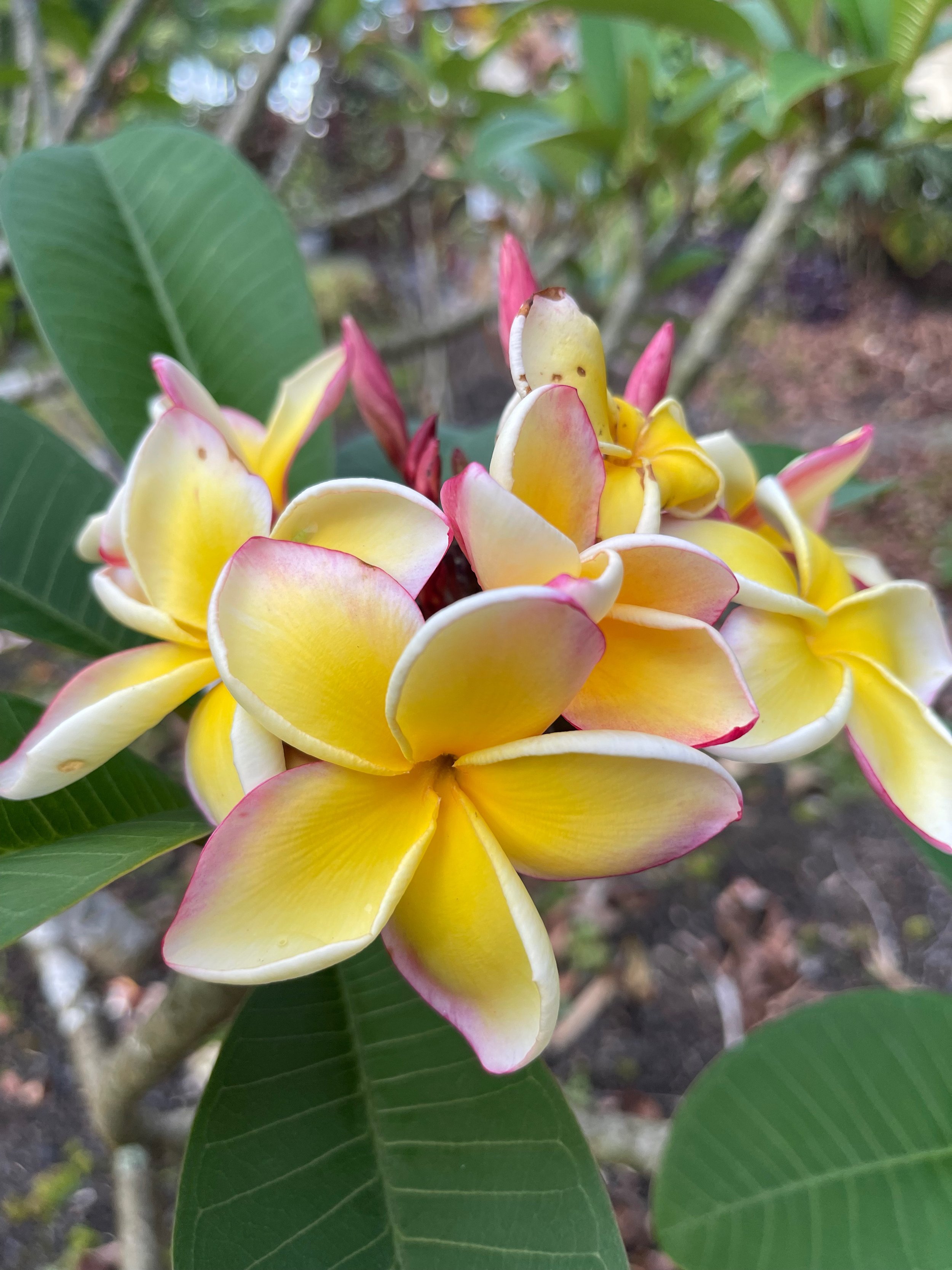 Plumeria rubra ‘California Sunset' (6).jpeg