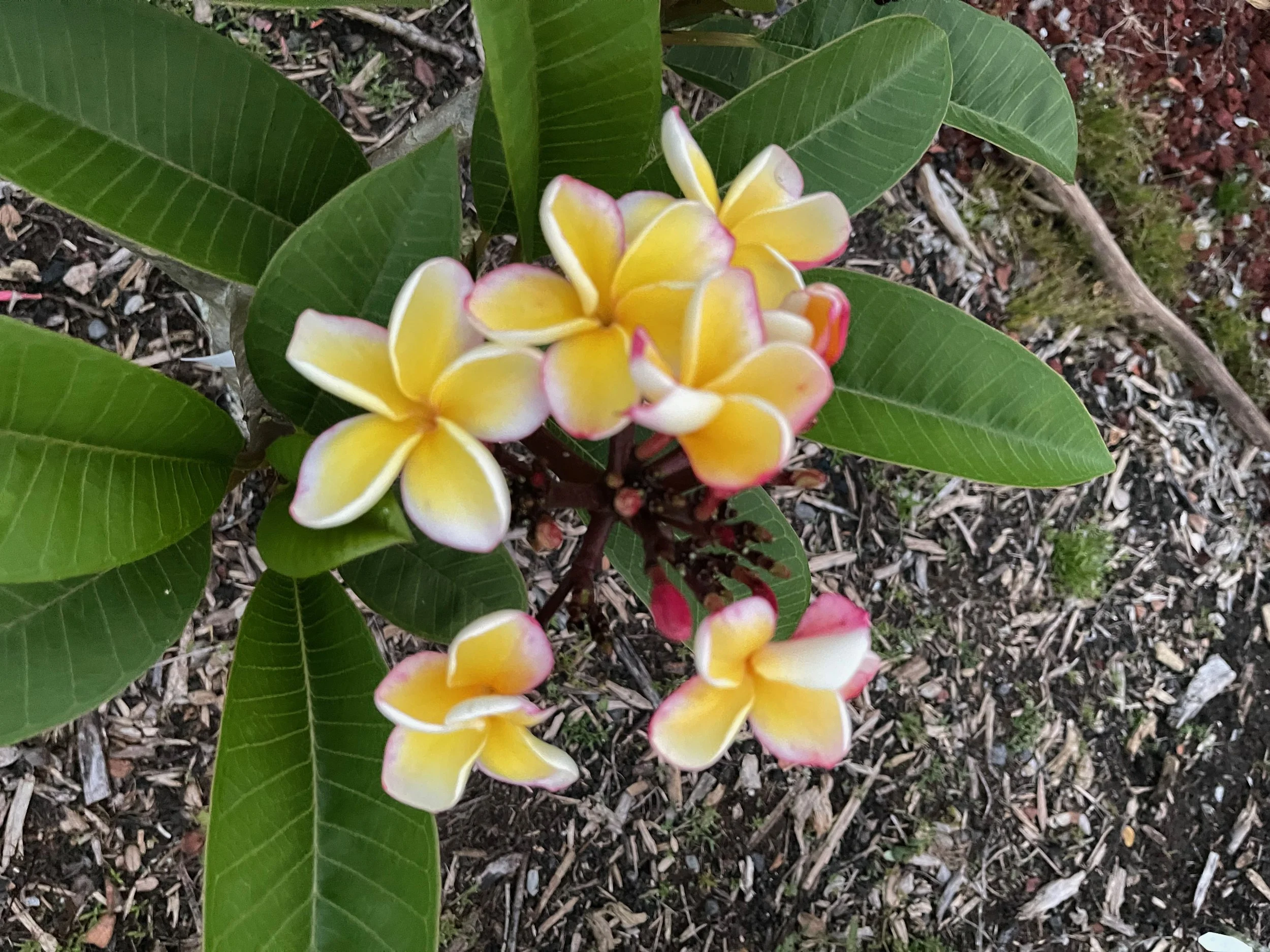 Plumeria rubra ‘California Sunset' (1).jpeg