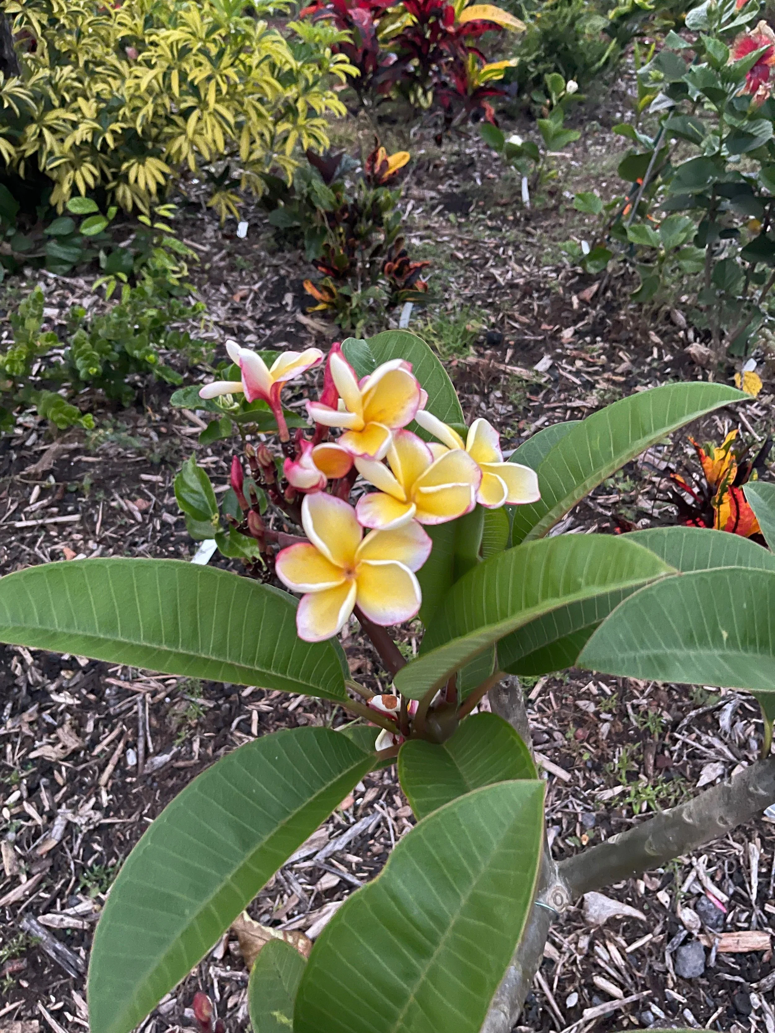 Plumeria rubra ‘California Sunset' (2).jpeg
