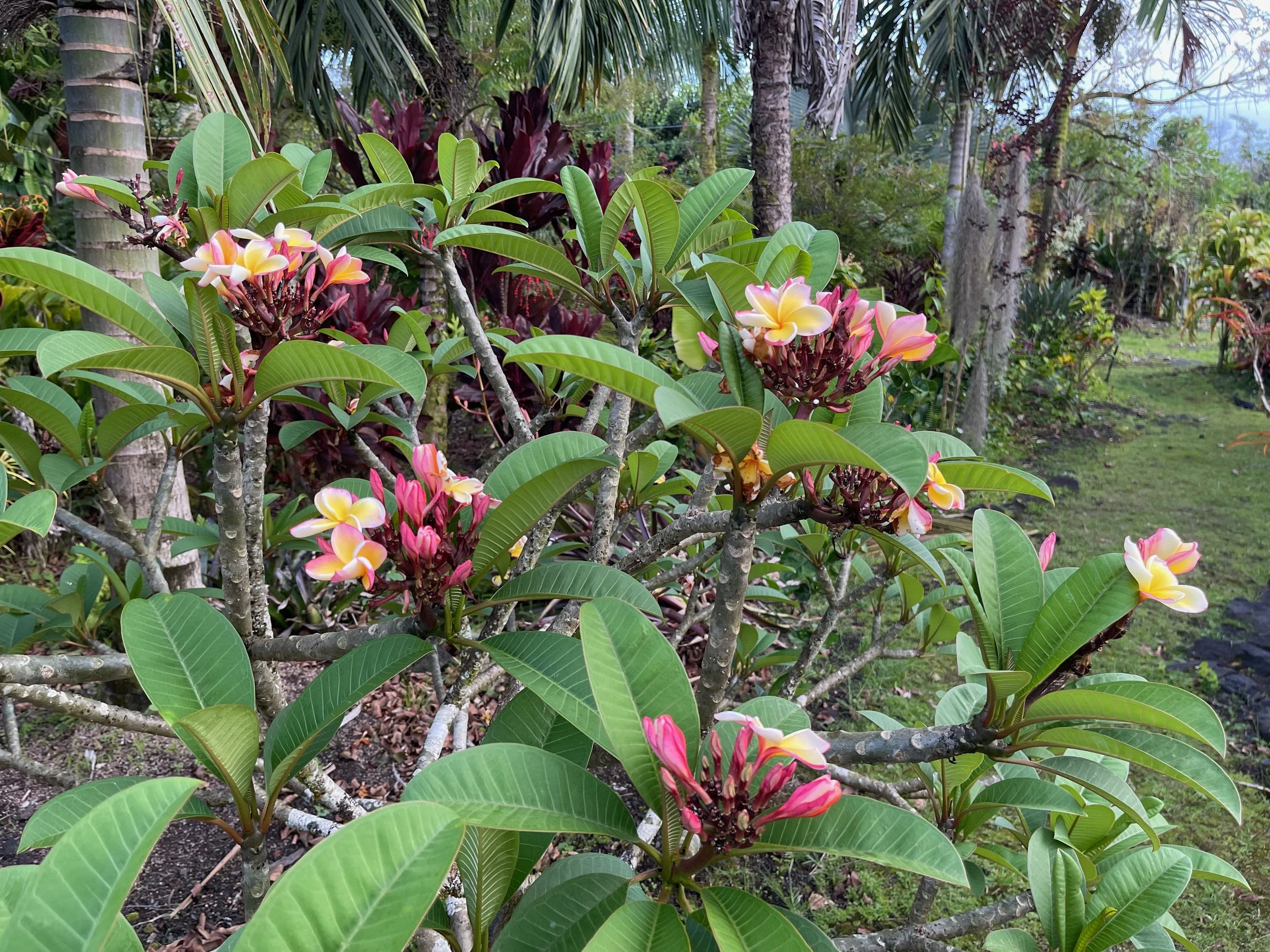 Plumeria rubra ‘California Sunset' (4).jpeg