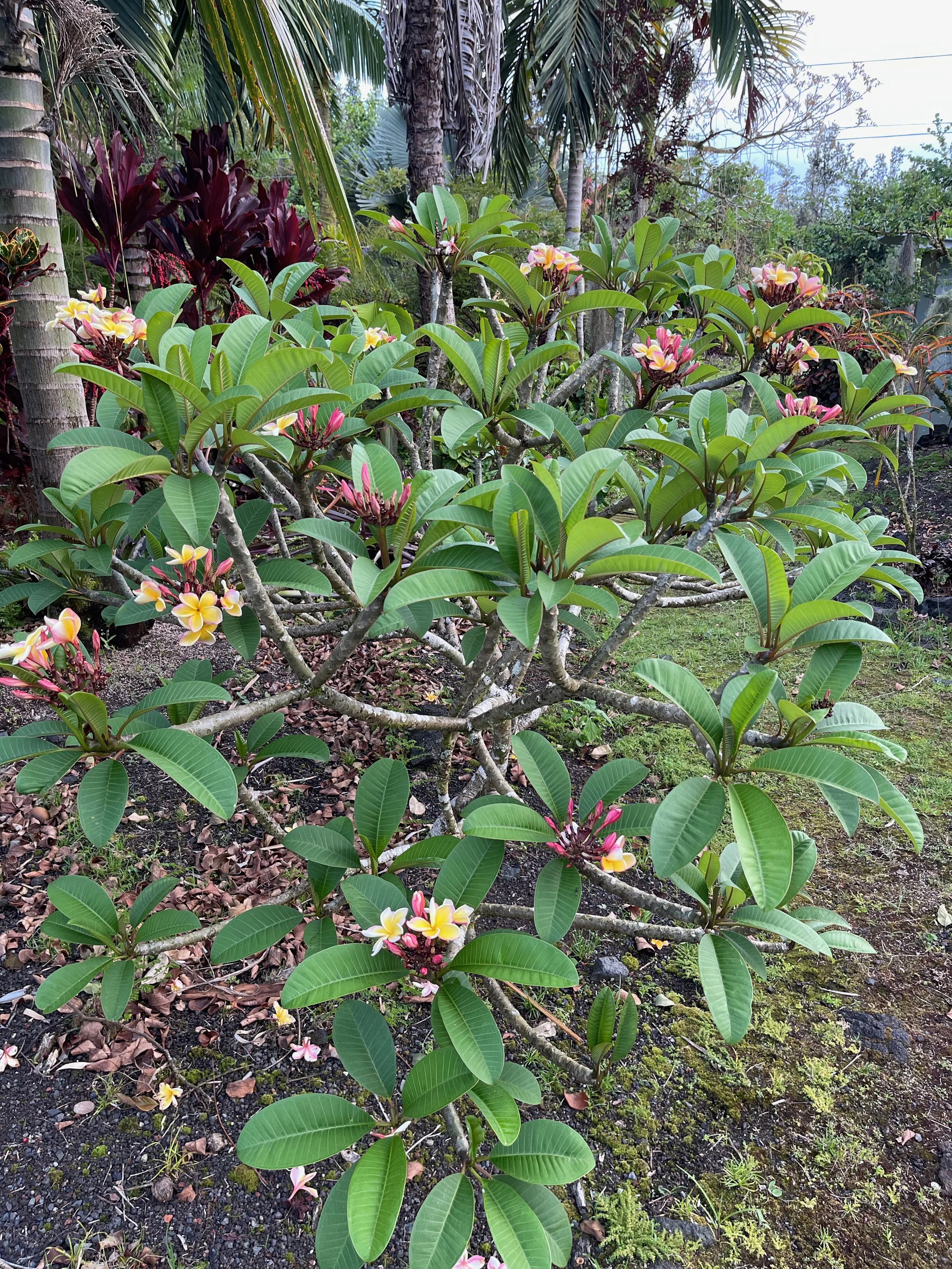 Plumeria rubra ‘California Sunset' (3).jpeg