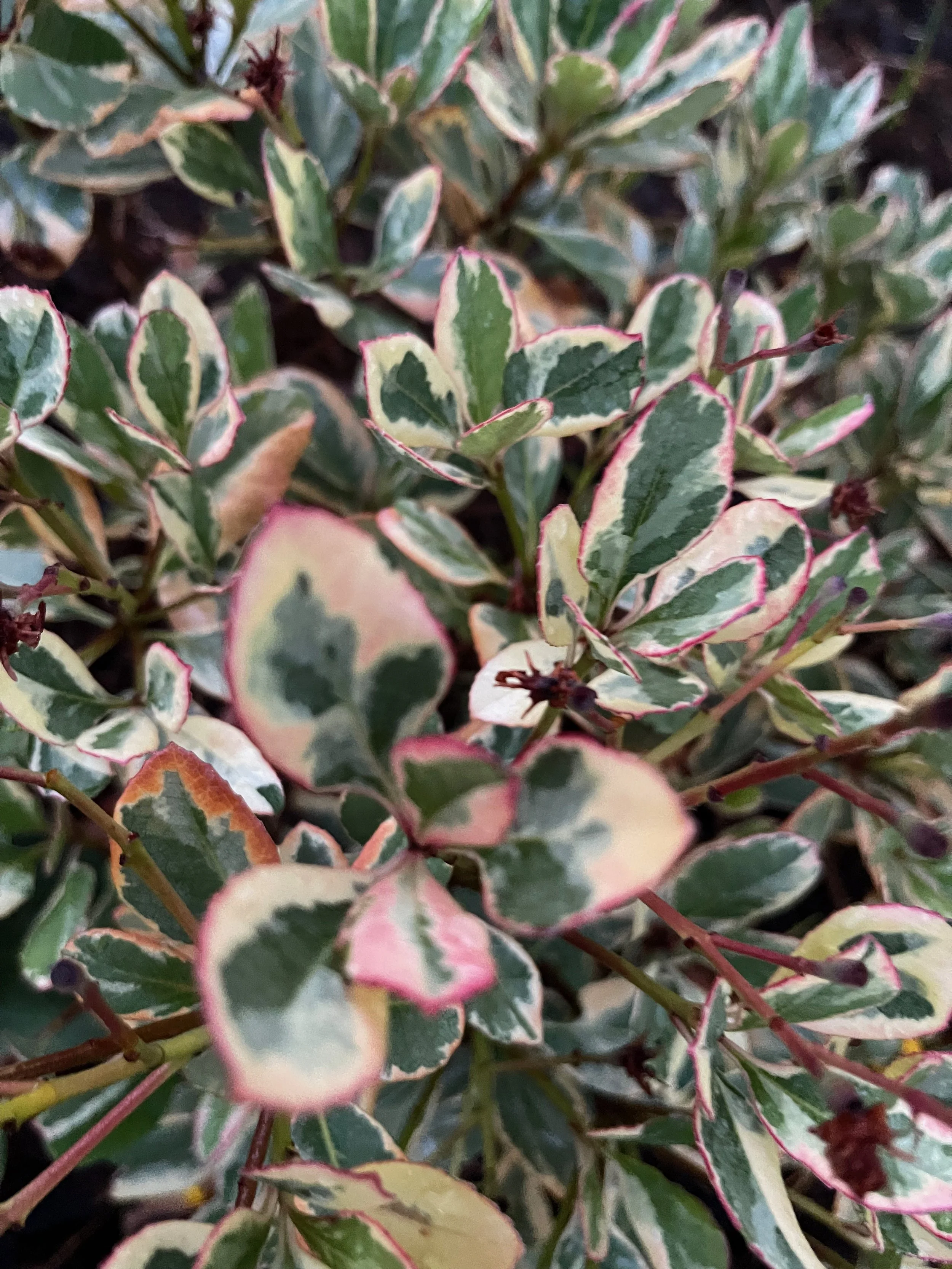 Rhaphiolepis indica 'Fiesta' (1).jpeg