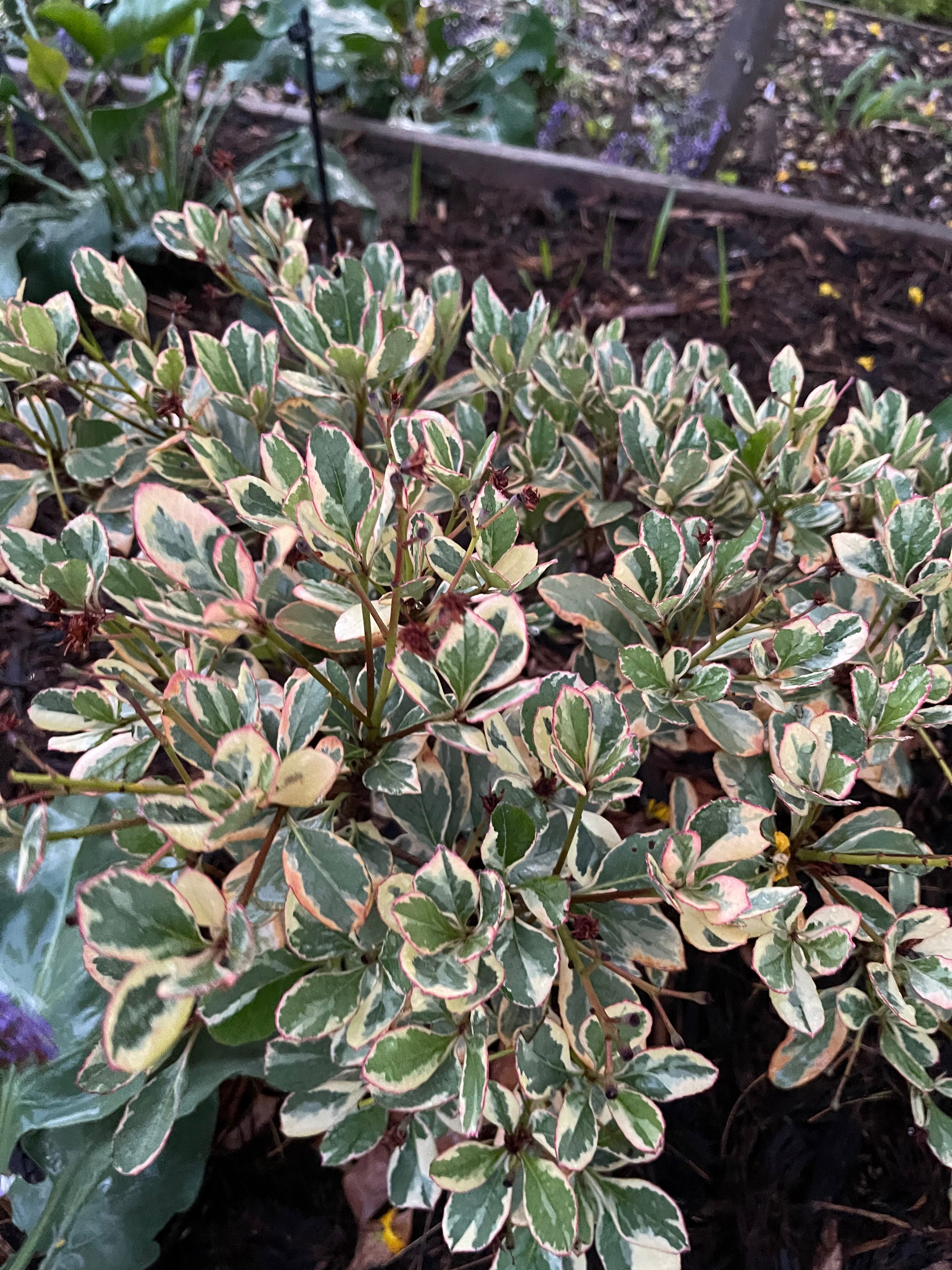 Rhaphiolepis indica 'Fiesta'.jpeg