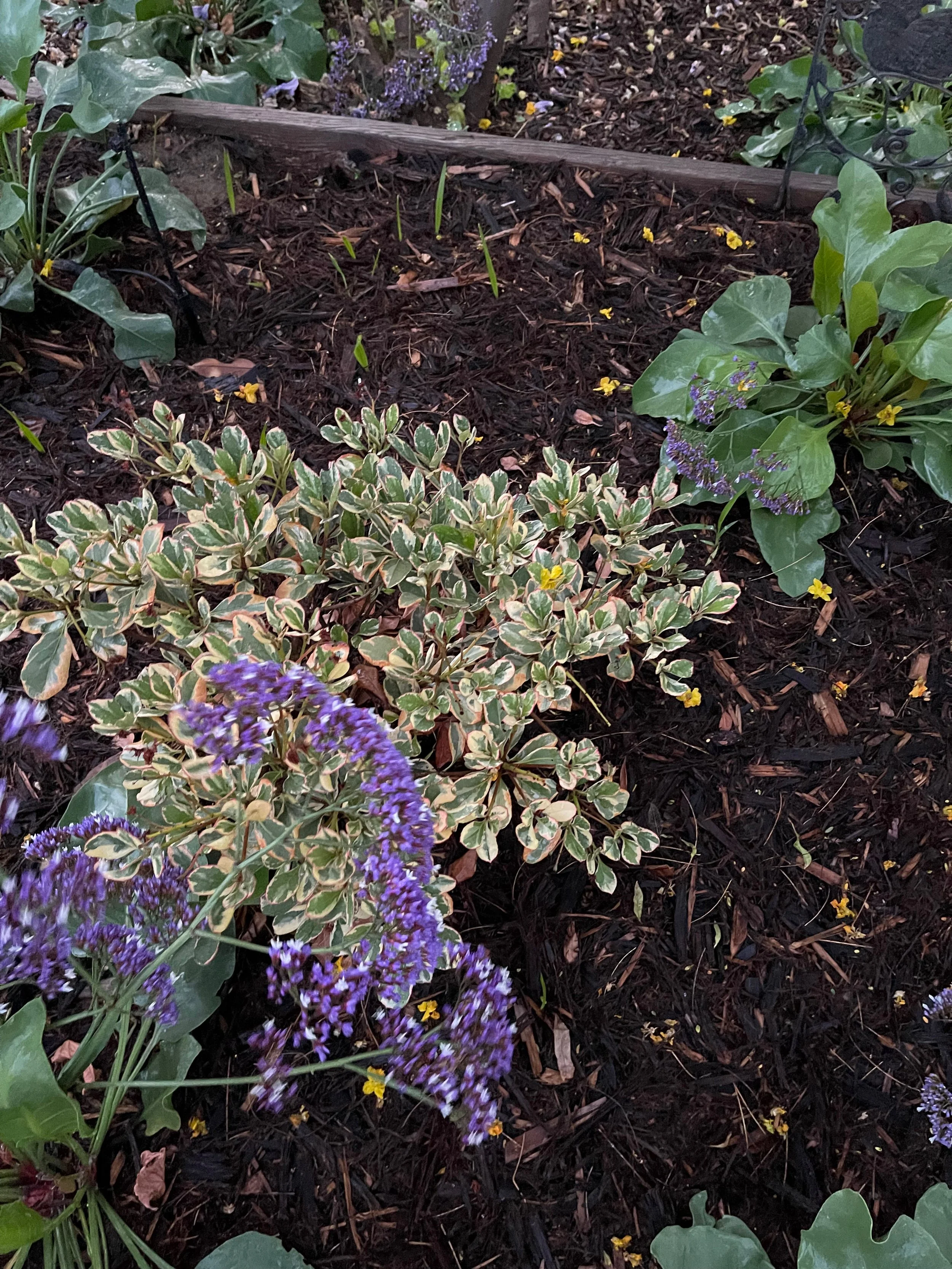Rhaphiolepis indica 'Fiesta' (2).jpeg