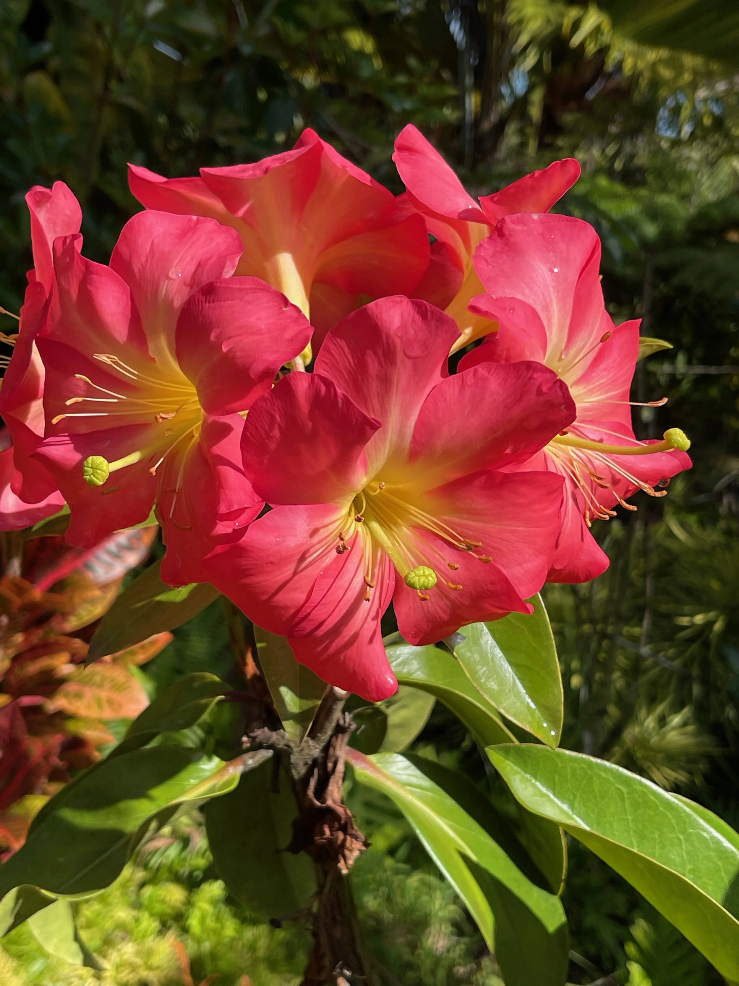 Rhododendron vireya 'Pink Pazazz' — Vintage Green Farms with Tom Piergrossi