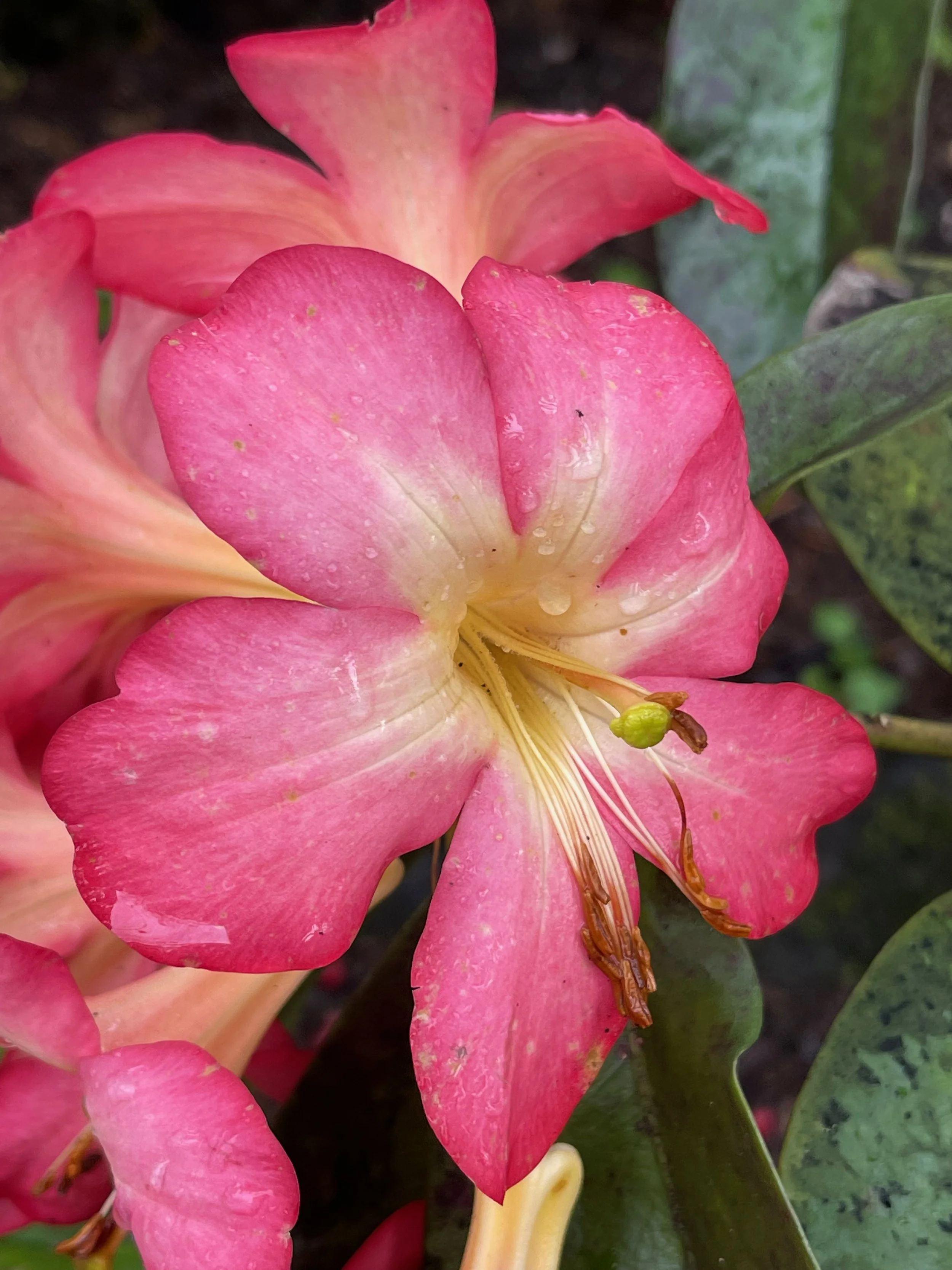 Rhododendron vireya 'Pink Pazazz'.jpeg