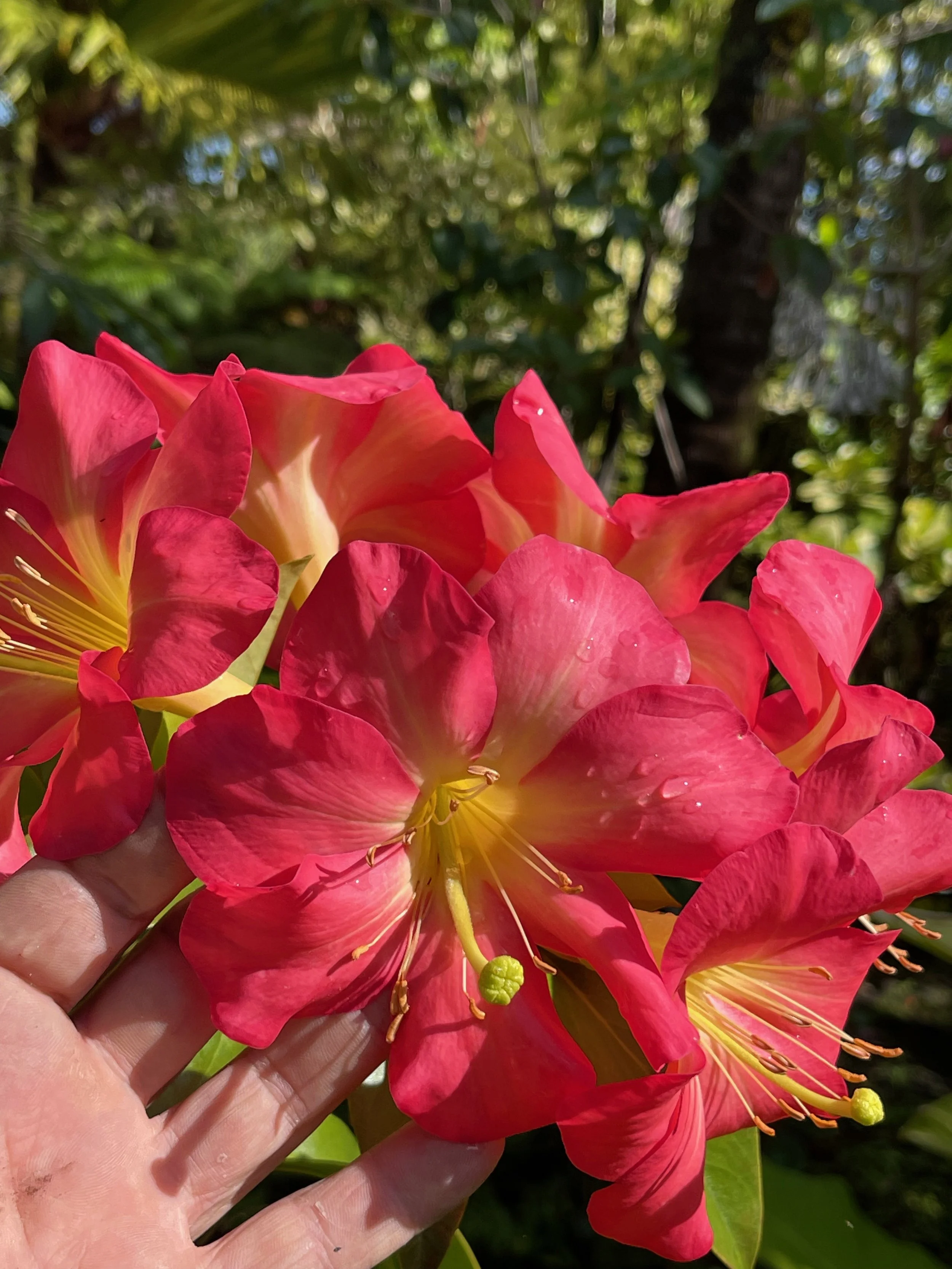 Rhododendron vireya 'Pink Pazazz' (2).jpeg