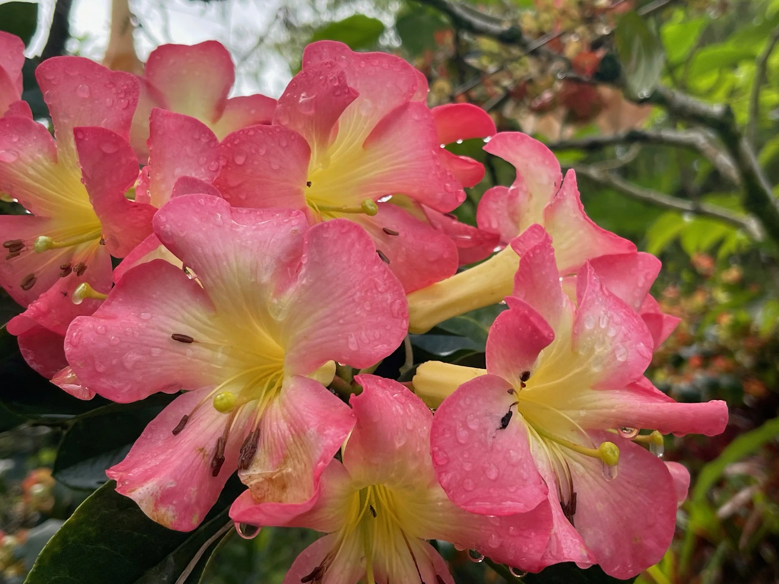 Infants Rhododendron Rhododendron vireya 'Baby Calavar' — Vintage Green Farms with Tom ...