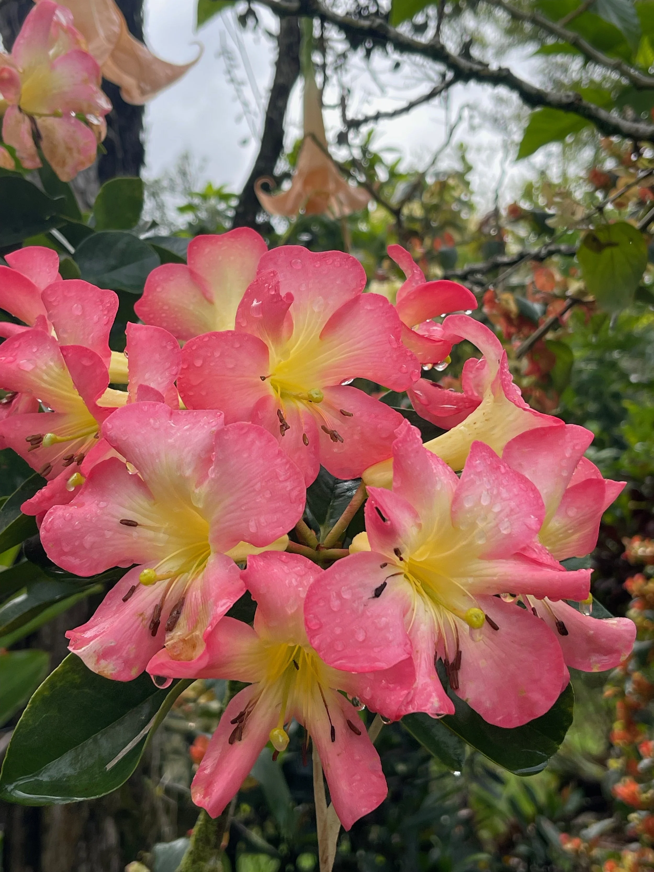 Rhododendron vireya 'Baby Calavar' — Vintage Green Farms with Tom ...