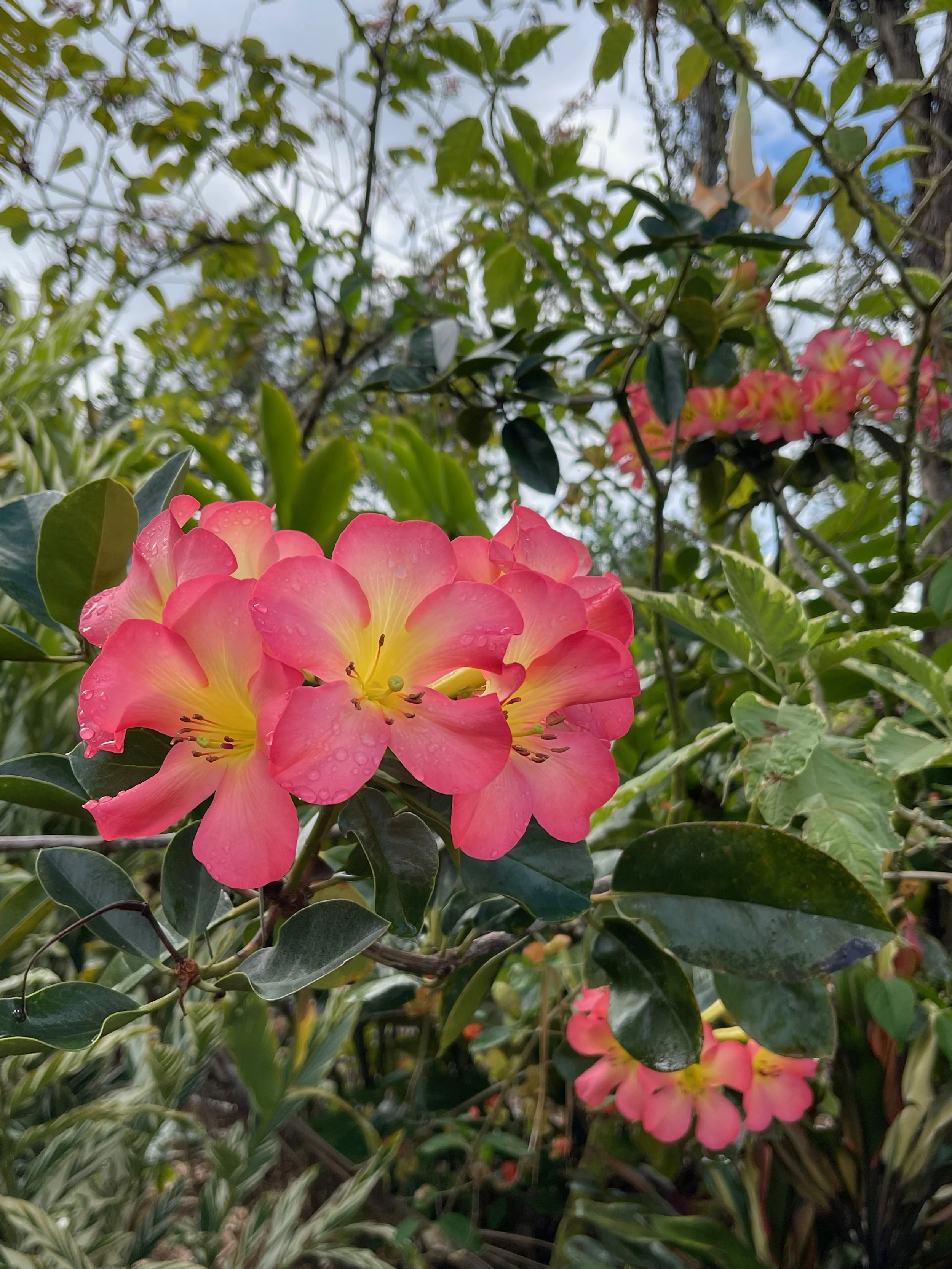 Rhododendron vireya 'Baby Calavar' — Vintage Green Farms with Tom ...