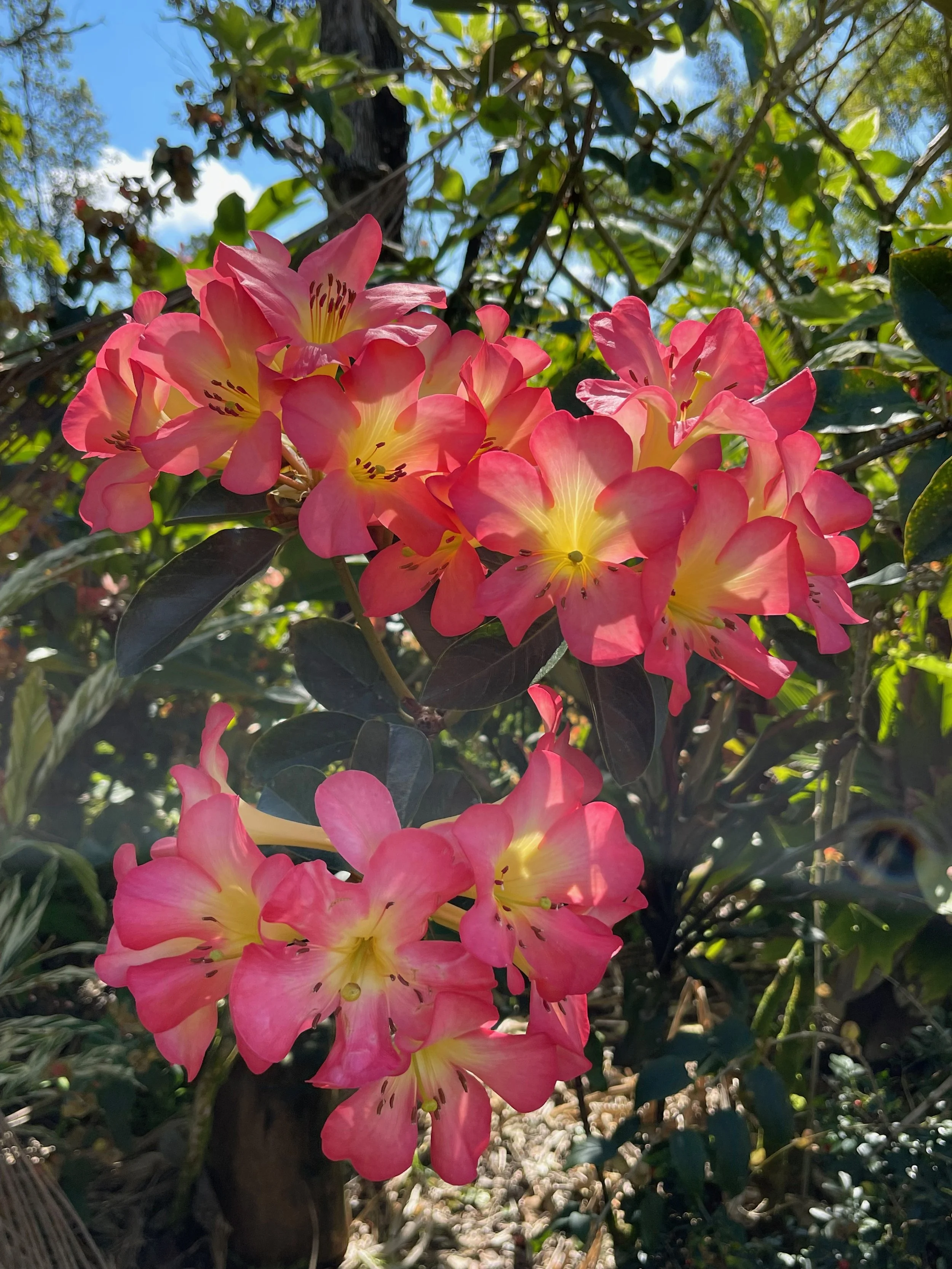 Rhododendron vireya 'Baby Calavar'.jpeg