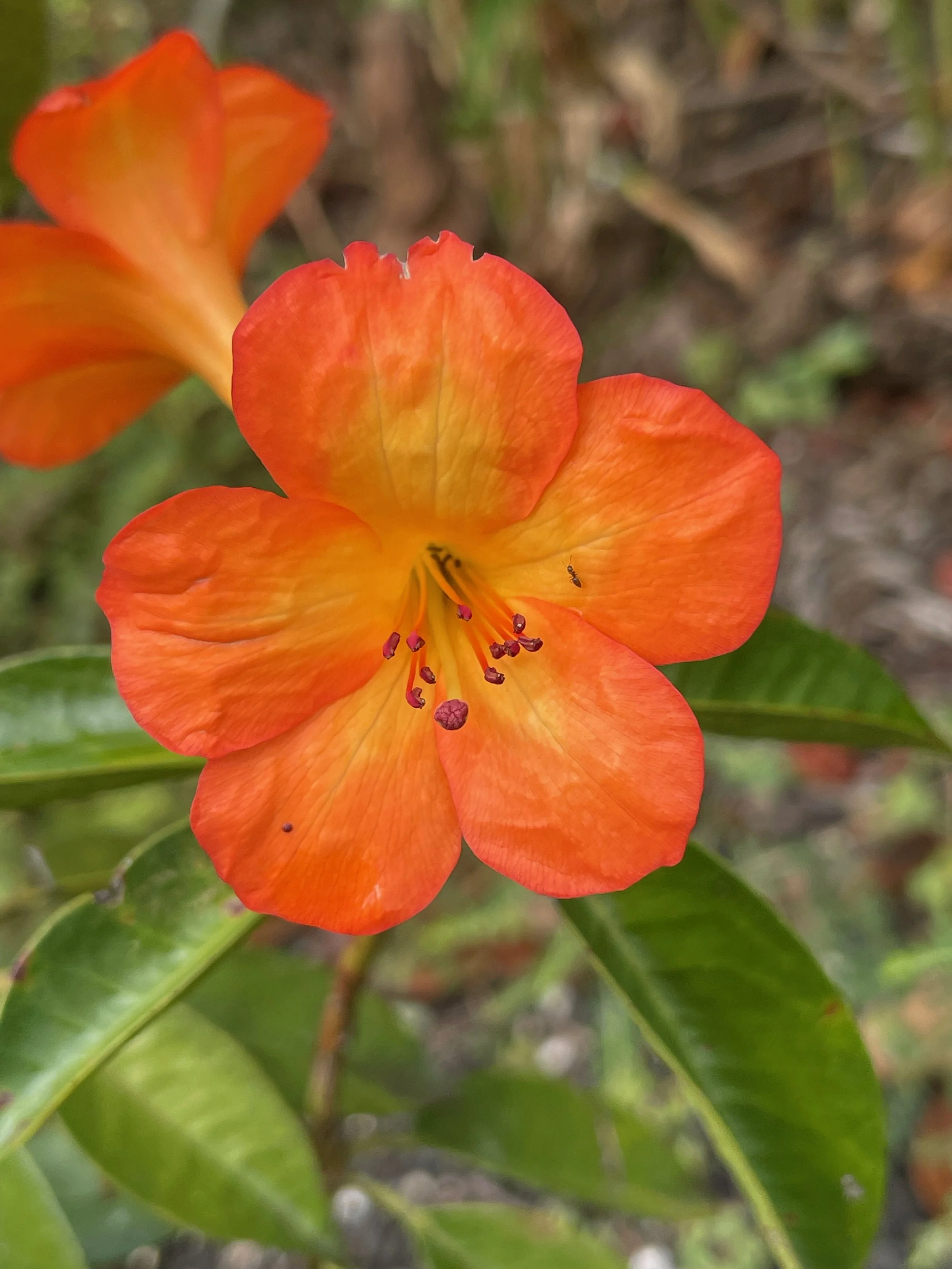 Rhododendron vireya 'Fire Glow'.jpeg