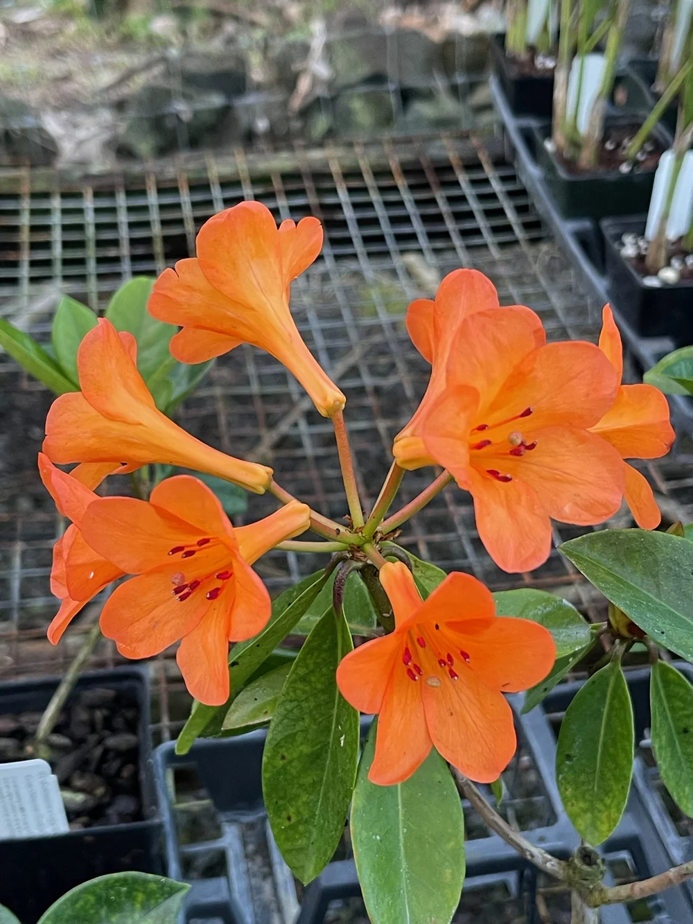Rhododendron vireya 'Fire Glow'  Vintage Green Farms with Tom Piergrossi