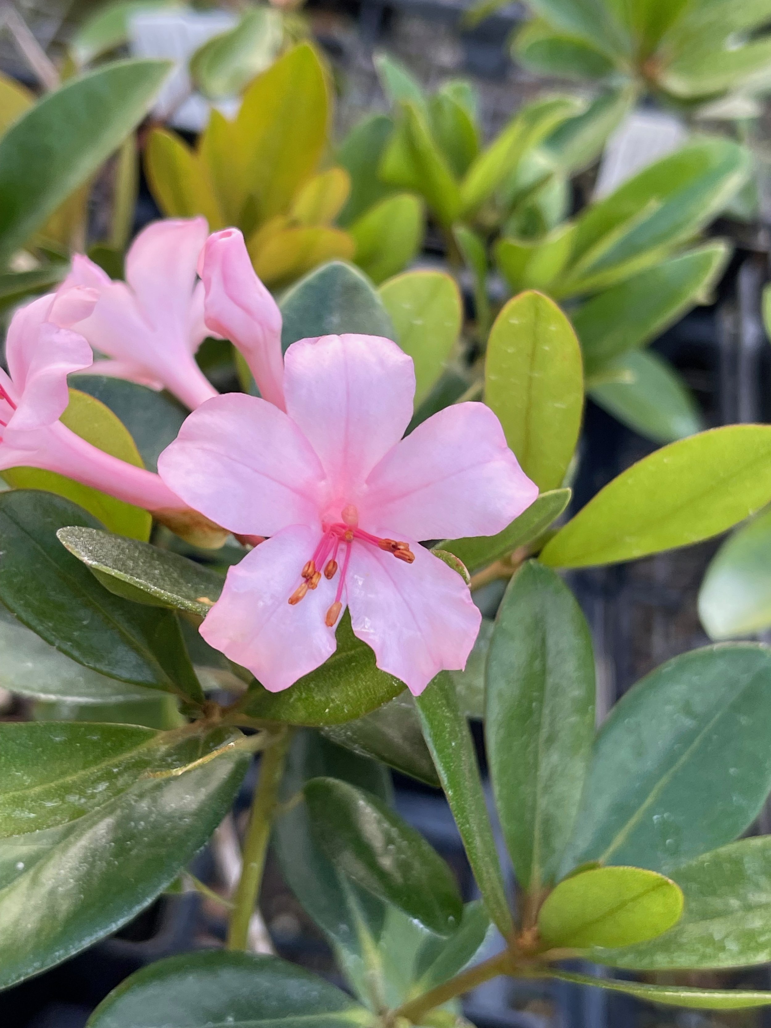 Rhododendron vireya 'First Light' (1).jpeg