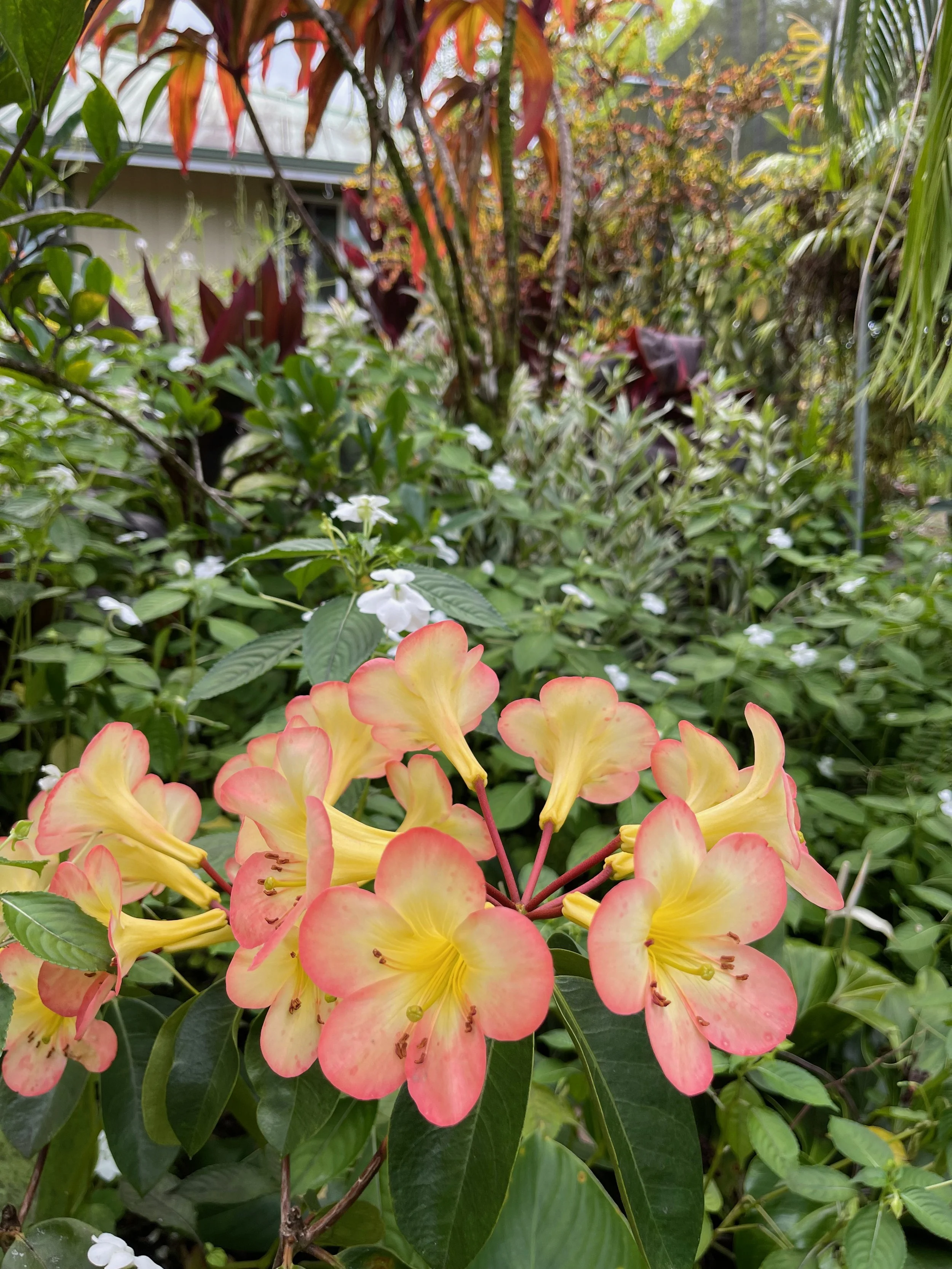 Rhododendron vireya 'Glen Sahara' (2).jpeg