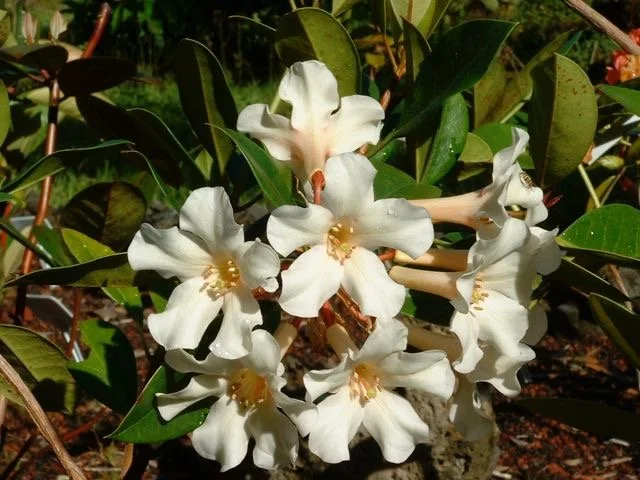 Rhododendron vireya 'Love Me True'.jpeg