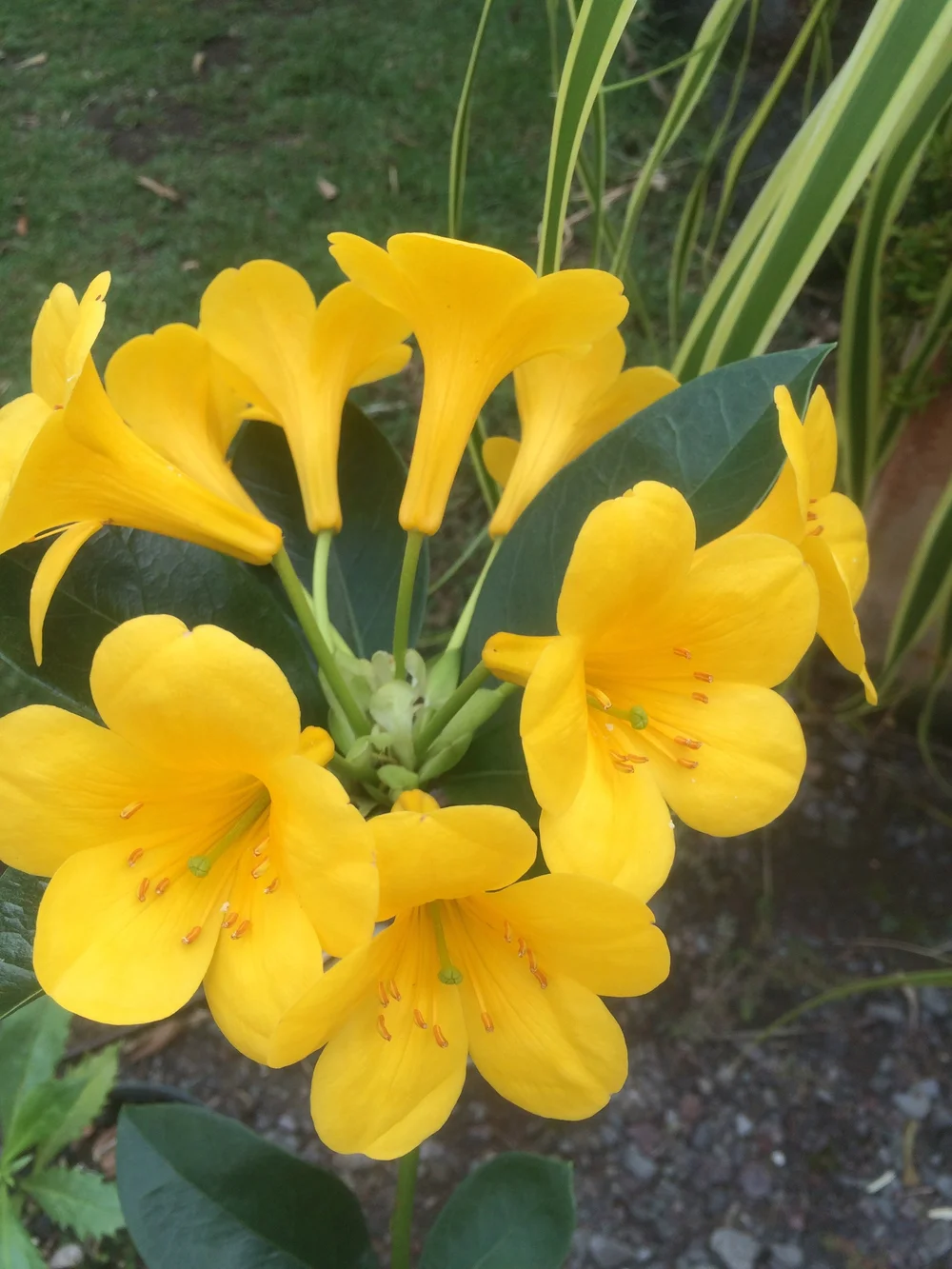 Rhododendron vireya (bright yellow)  Vintage Green Farms with Tom  Piergrossi