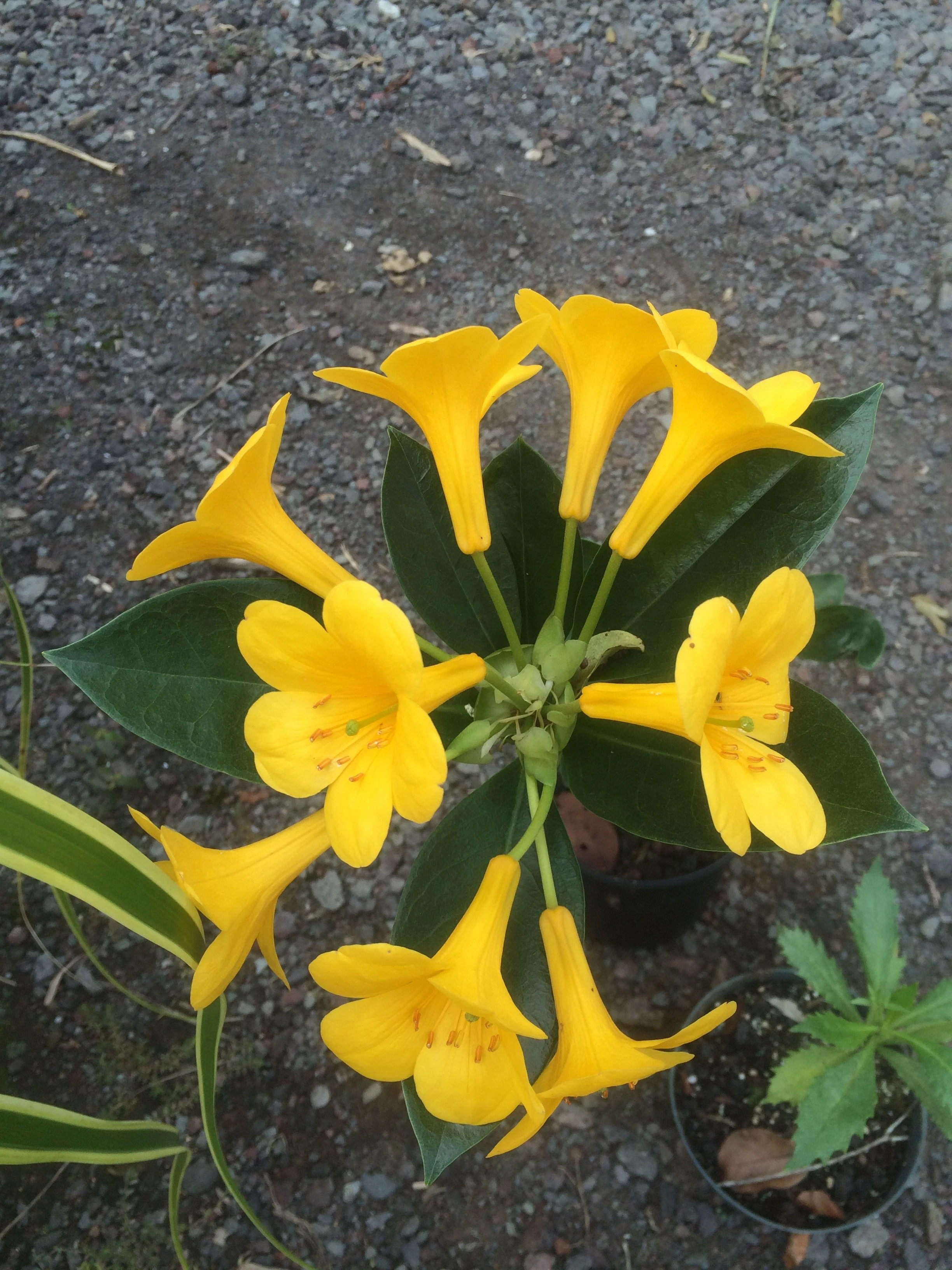 Yellow Rodedendron Rhododendron vireya (bright yellow) — Vintage Green Farms with Tom ...