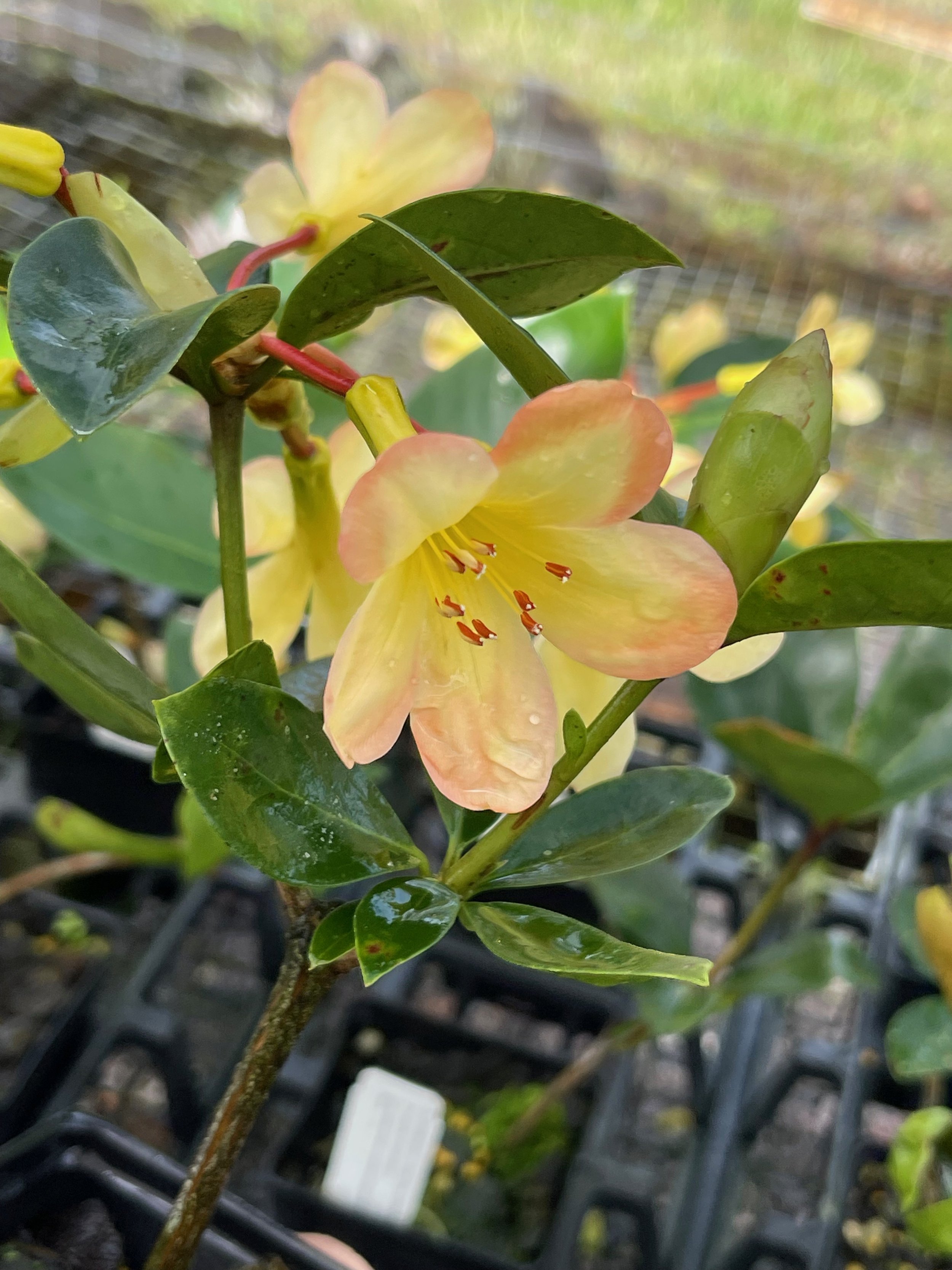 Rhododendron vireya (top of the hill apricot) — Vintage Green Farms ...