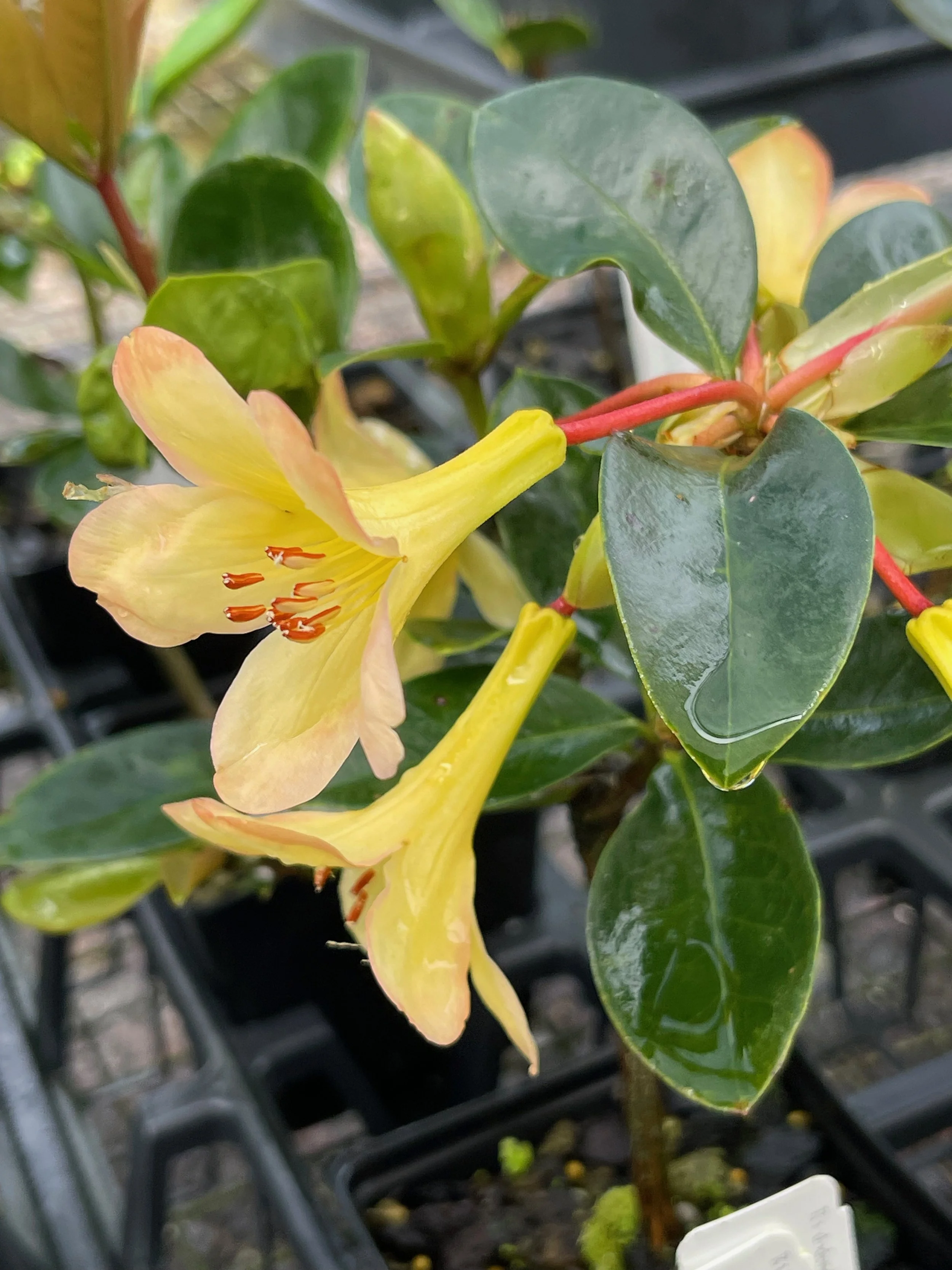 Rhododendron vireya (top of the hill apricot).jpeg