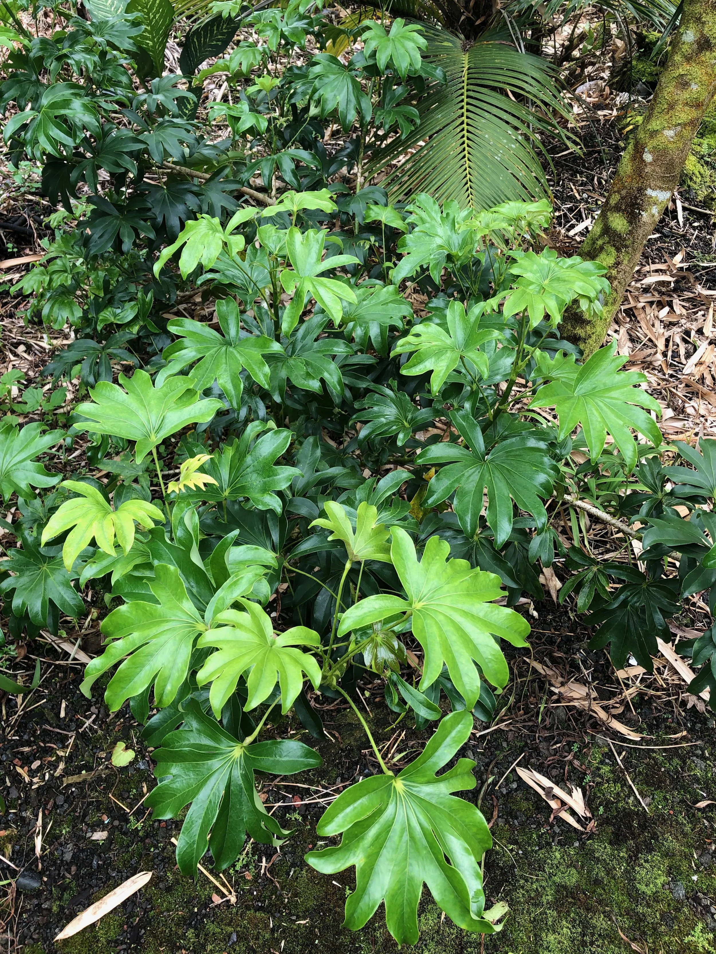 Schefflera arboricola 'Mapleleaf' (4).jpeg