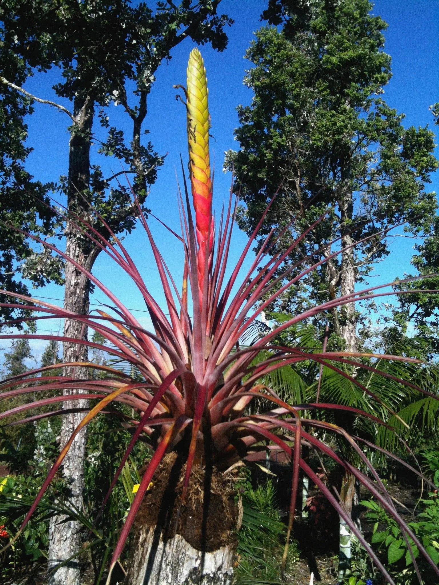 Tillandsia jalisco-monticola.jpeg