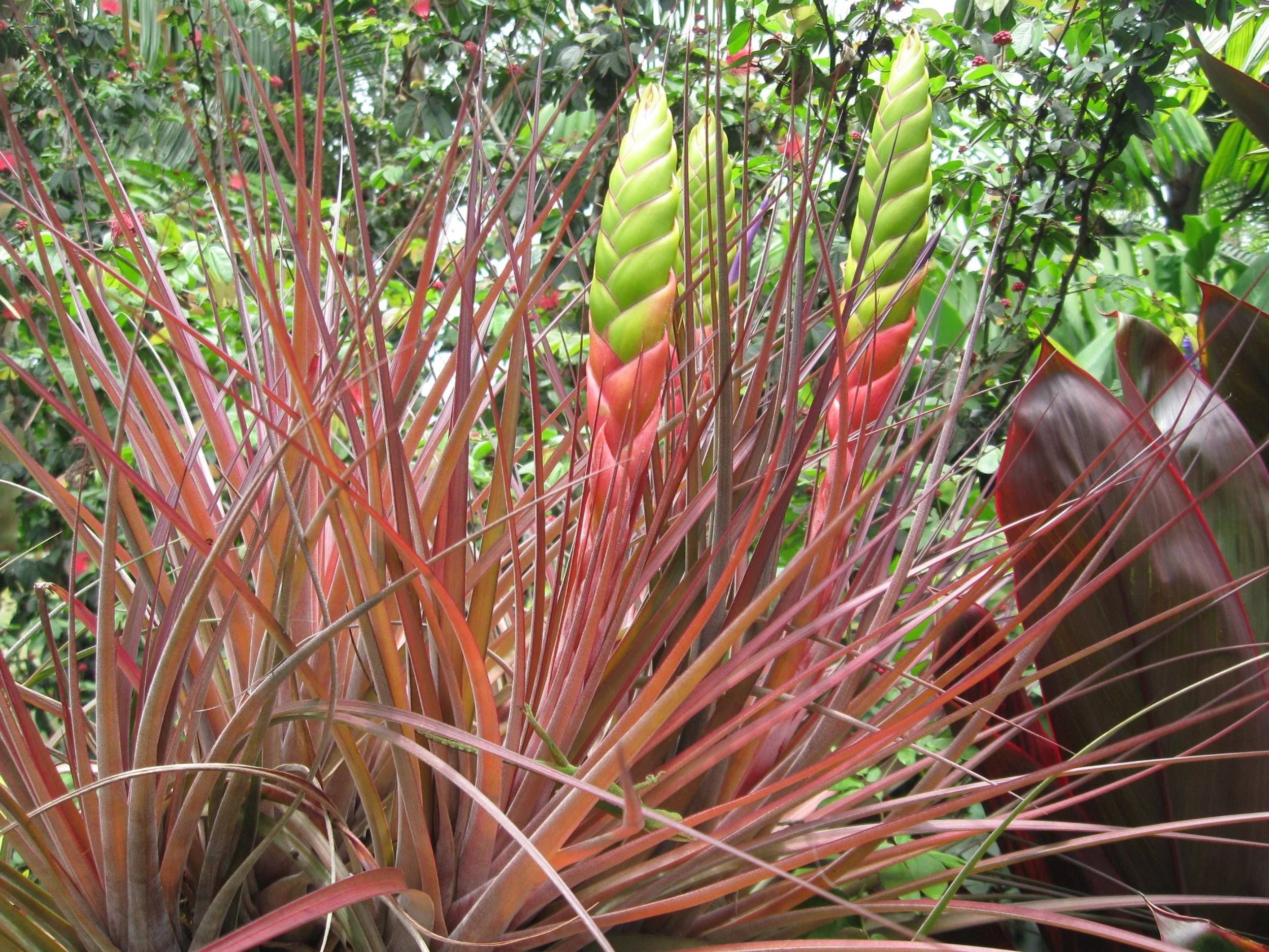 Tillandsia jalisco-monticola (1).jpeg