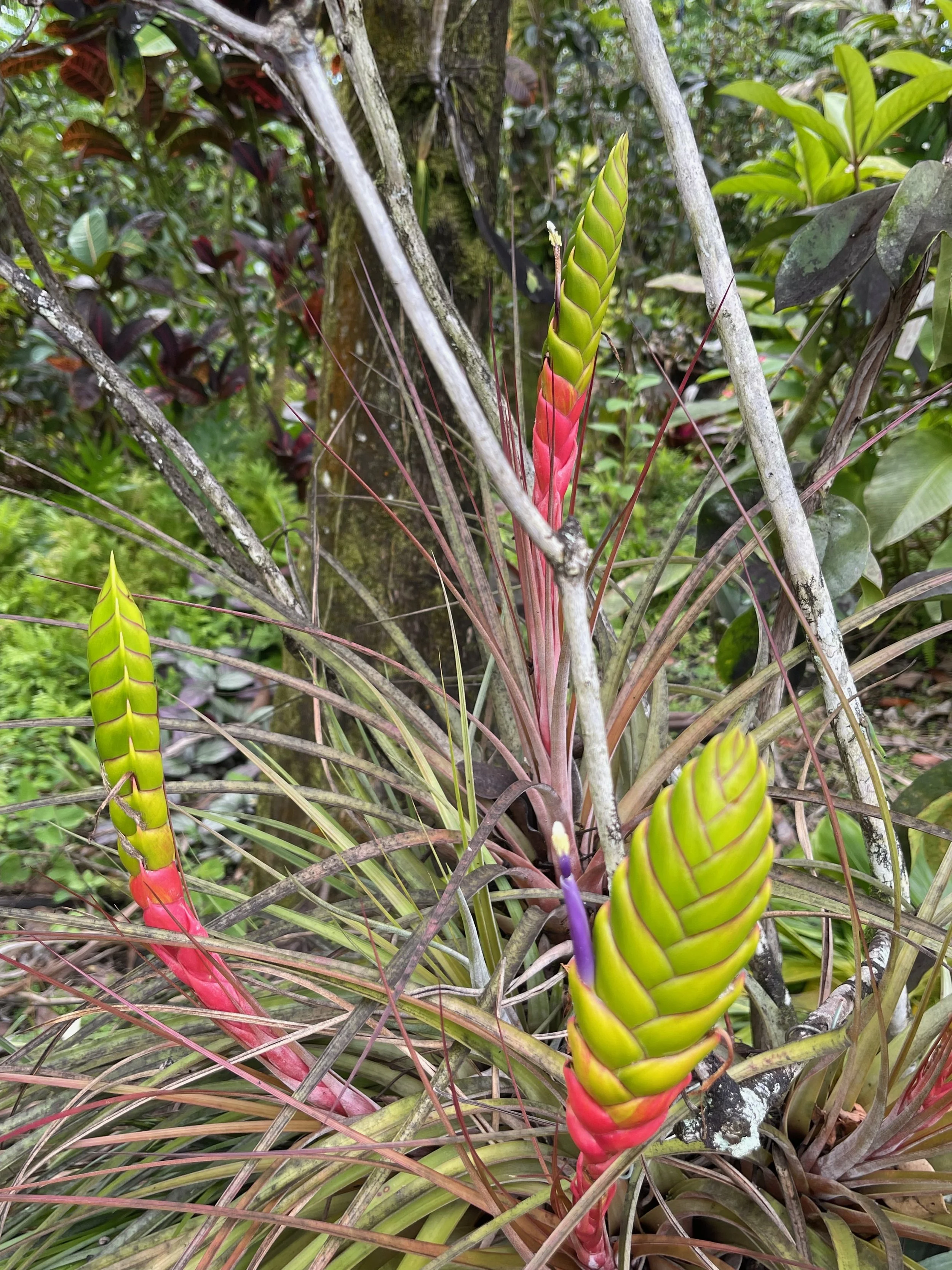 Tillandsia jalisco-monticola (2).jpeg
