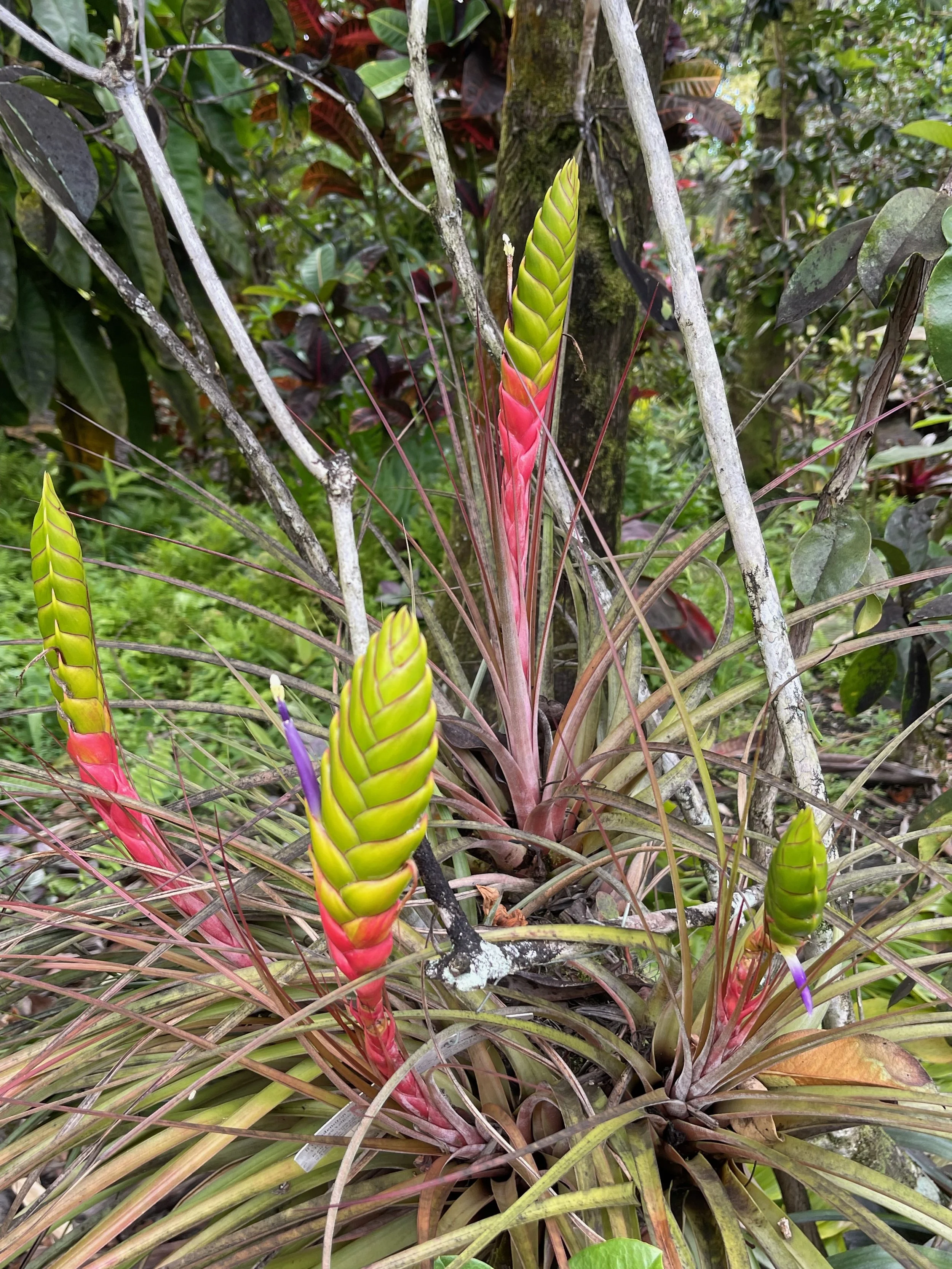 Tillandsia jalisco-monticola (3).jpeg