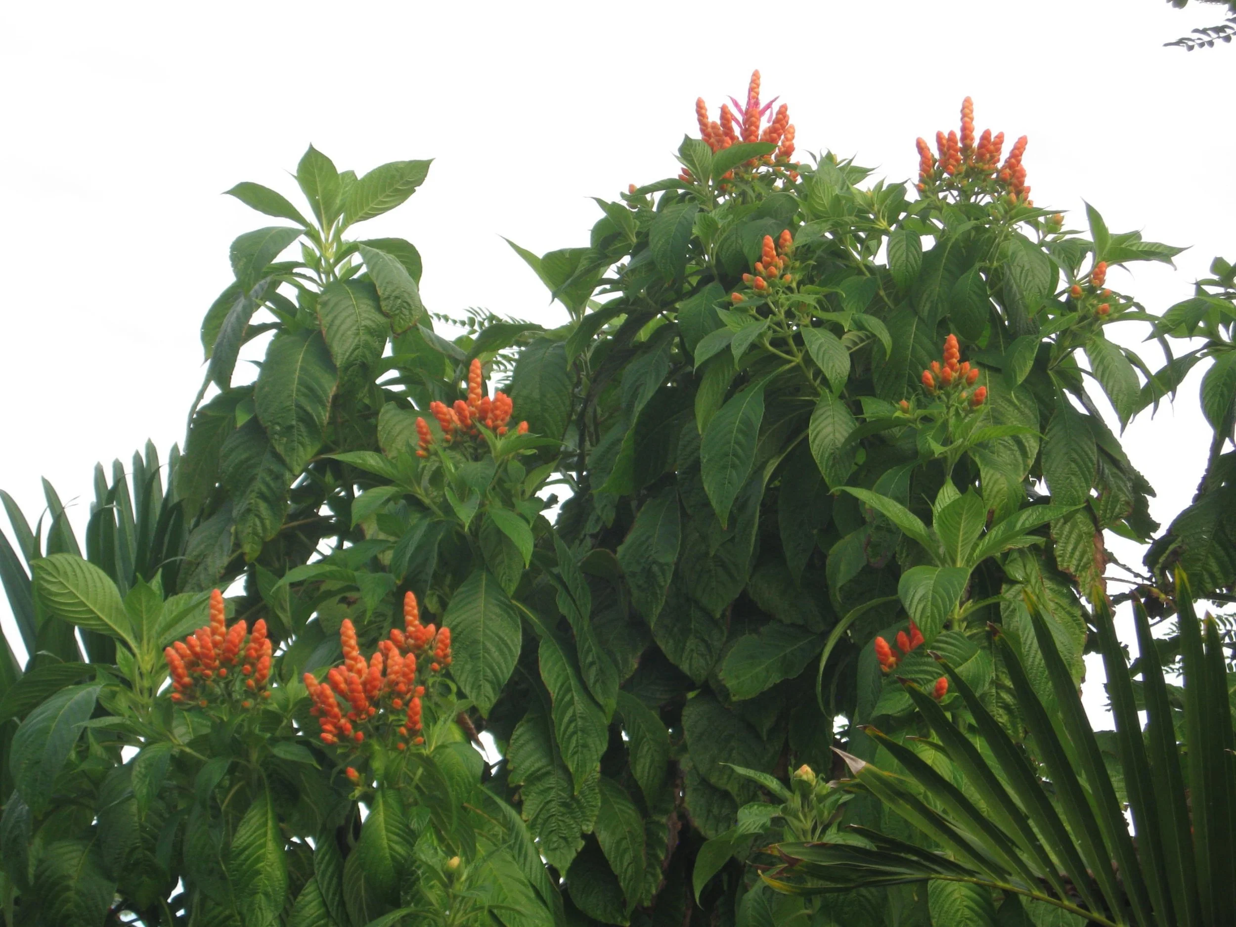 Aphelandra sinclairiana (2).jpeg