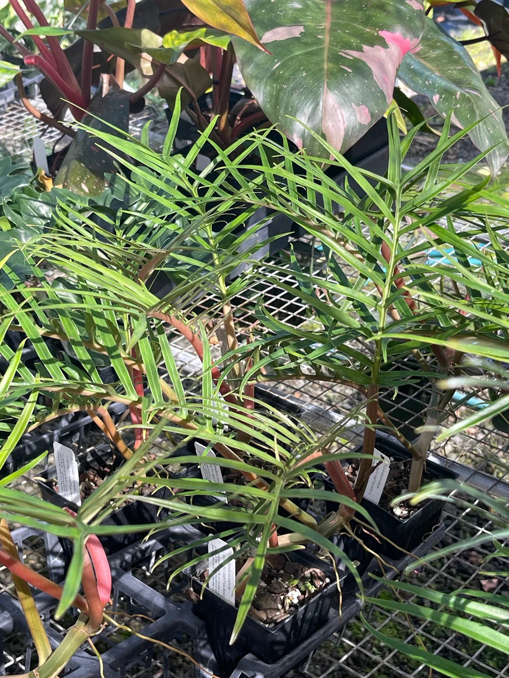 Philodendron tortum  Vintage Green Farms with Tom Piergrossi