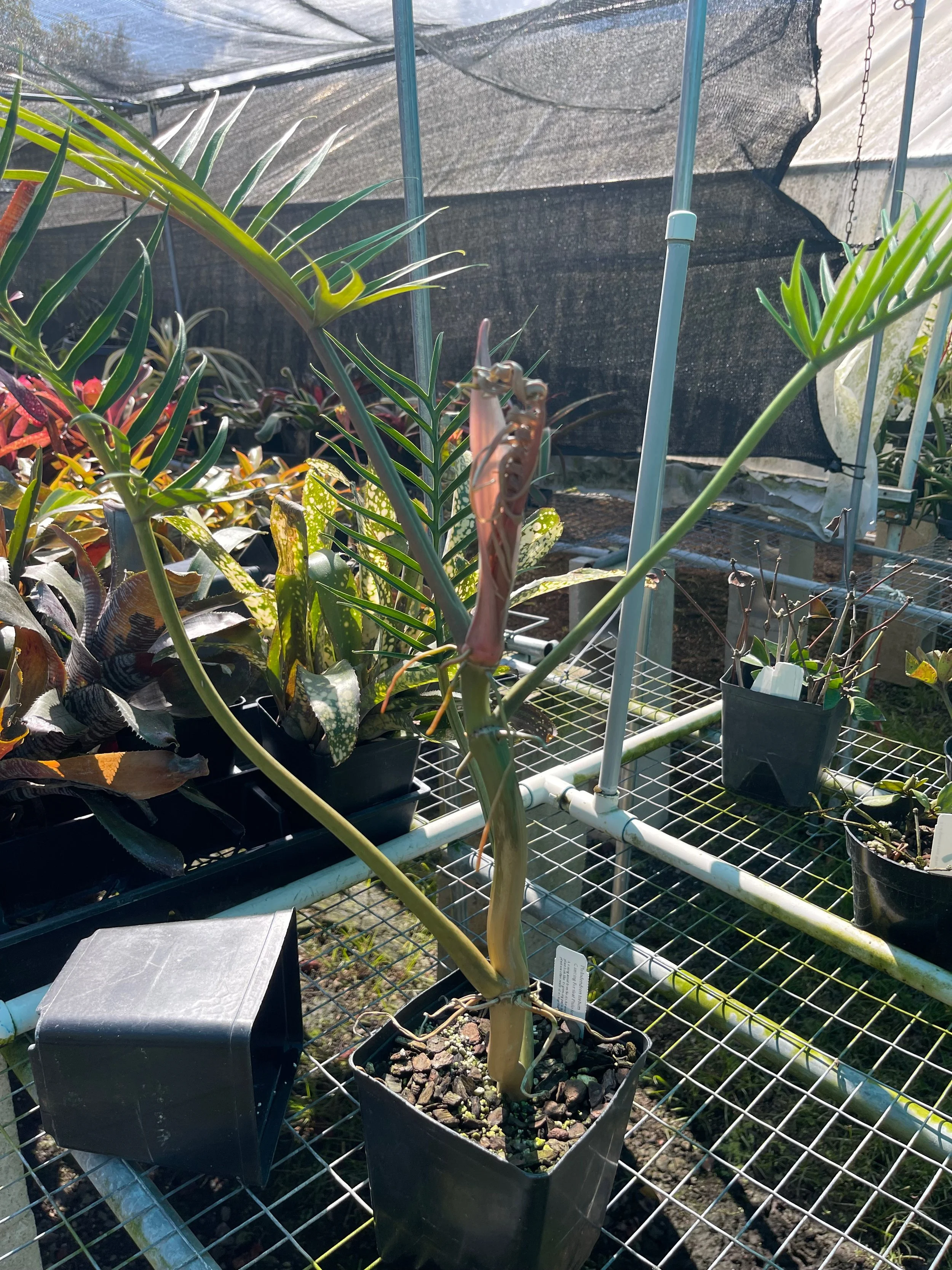 Philodendron tortum.jpeg