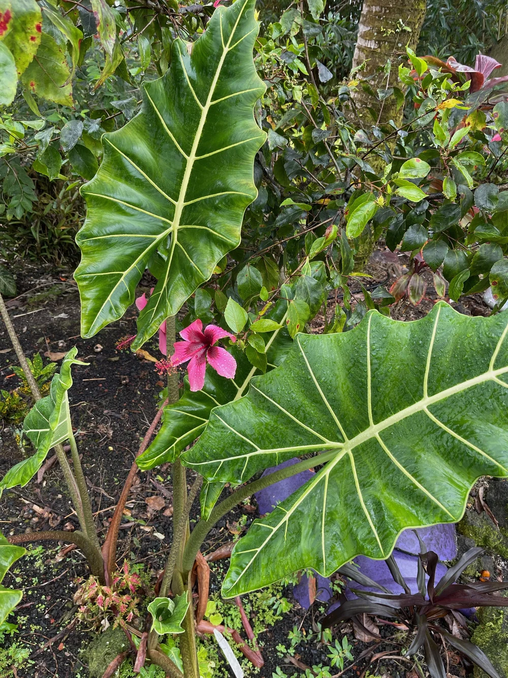 Alocasia macrorrhizos 'Sarian'  Vintage Green Farms with Tom Piergrossi