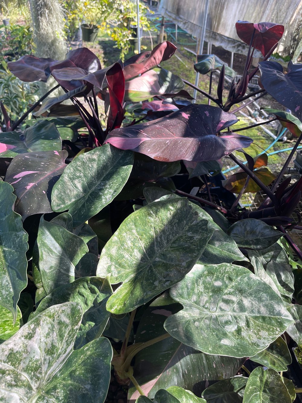 Alocasia wentii variegata  Vintage Green Farms with Tom Piergrossi
