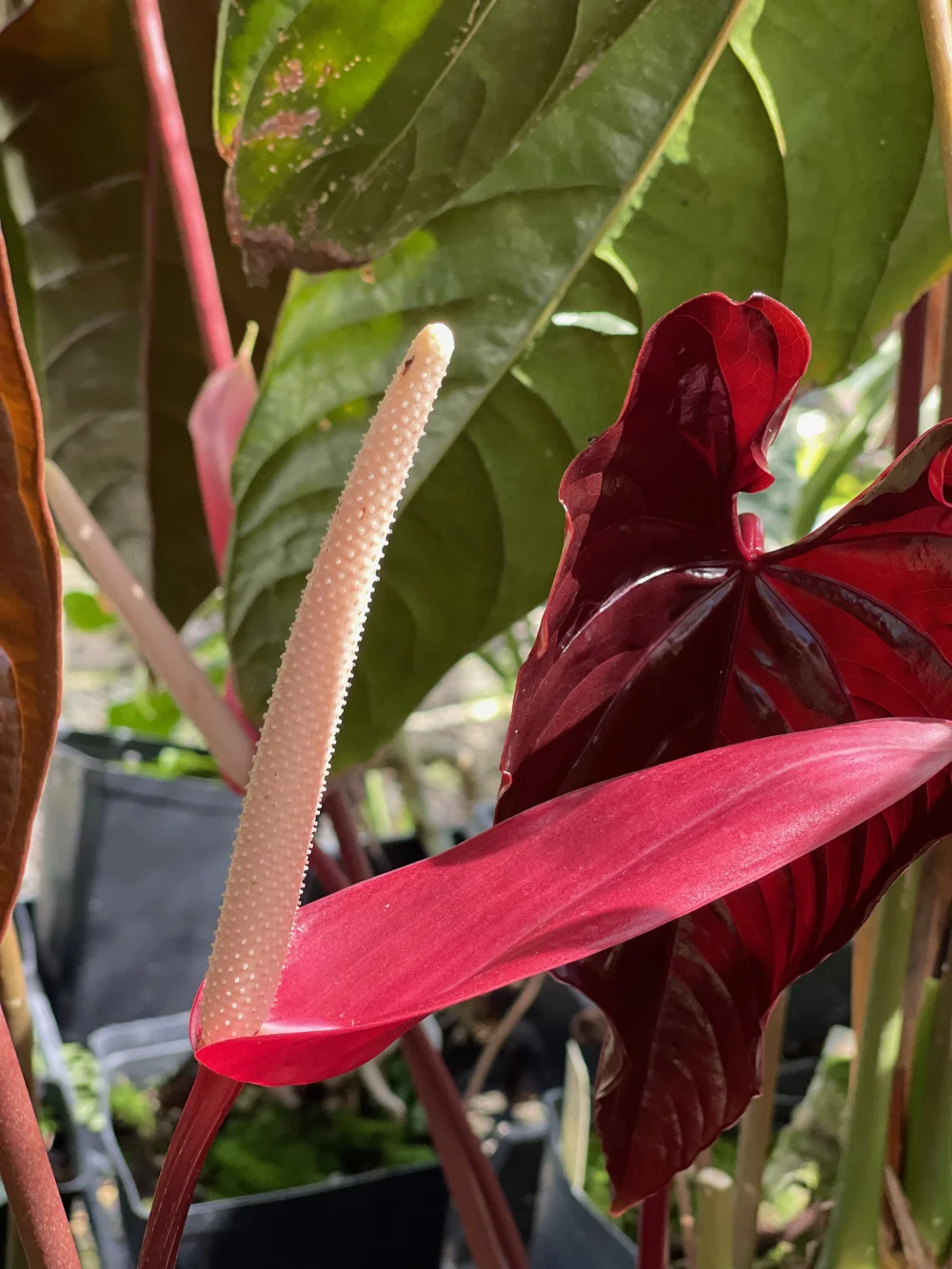 Anthurium 'Chamber' (A. chamberlainii) 'Red Beauty'  Vintage Green Farms  with Tom Piergrossi