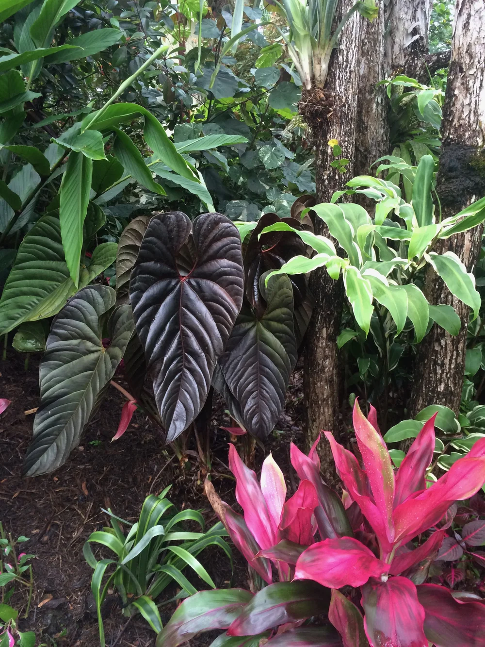 Anthurium 'Chamber' (A. chamberlainii) 'Red Beauty'  Vintage Green Farms  with Tom Piergrossi