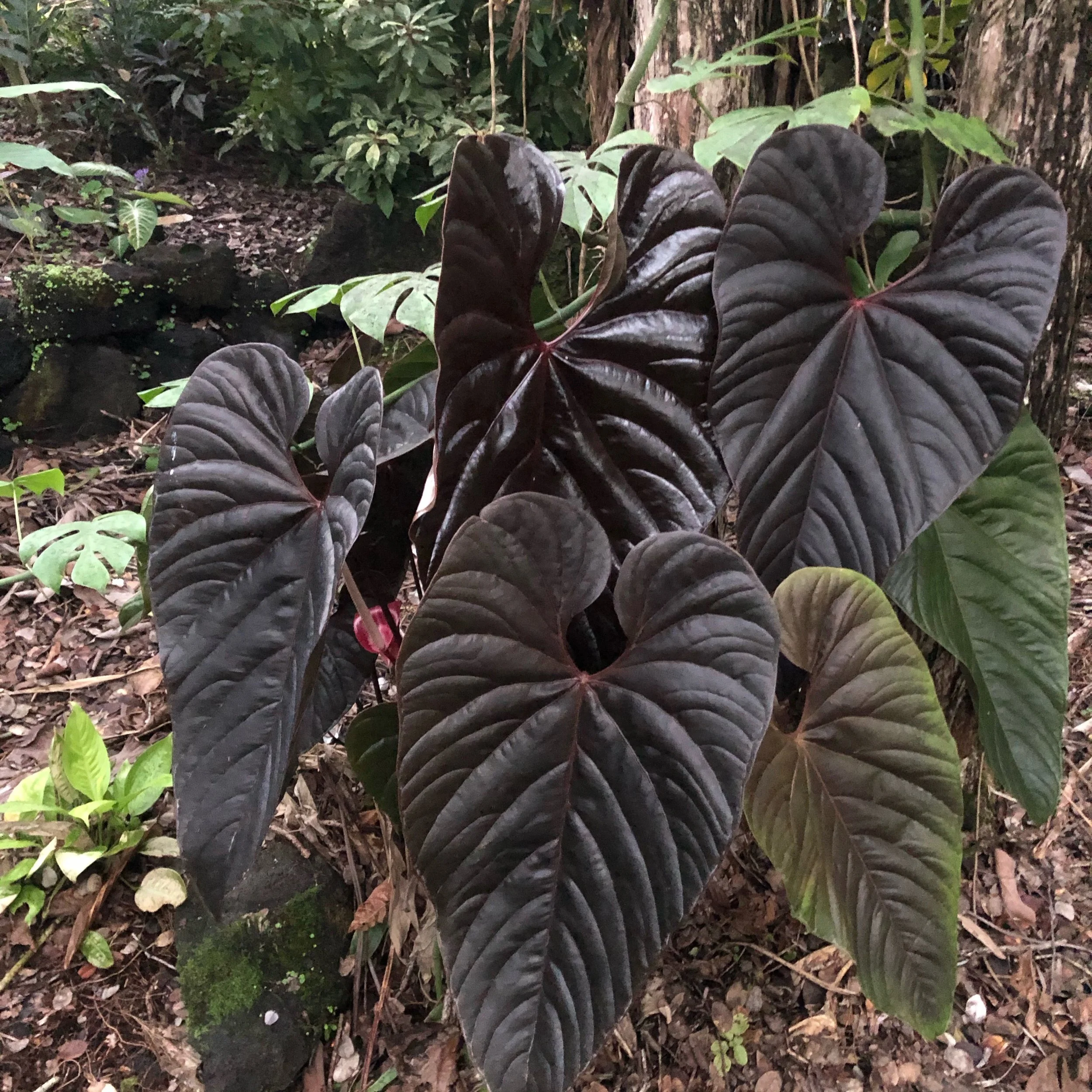 Anthurium 'Chamber' (A. chamberlainii).jpeg