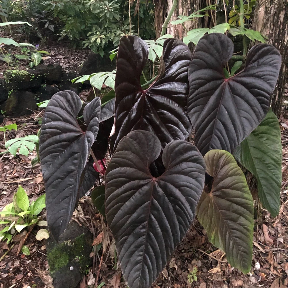 Anthurium 'Chamber' (A. chamberlainii) 'Red Beauty'  Vintage Green Farms  with Tom Piergrossi