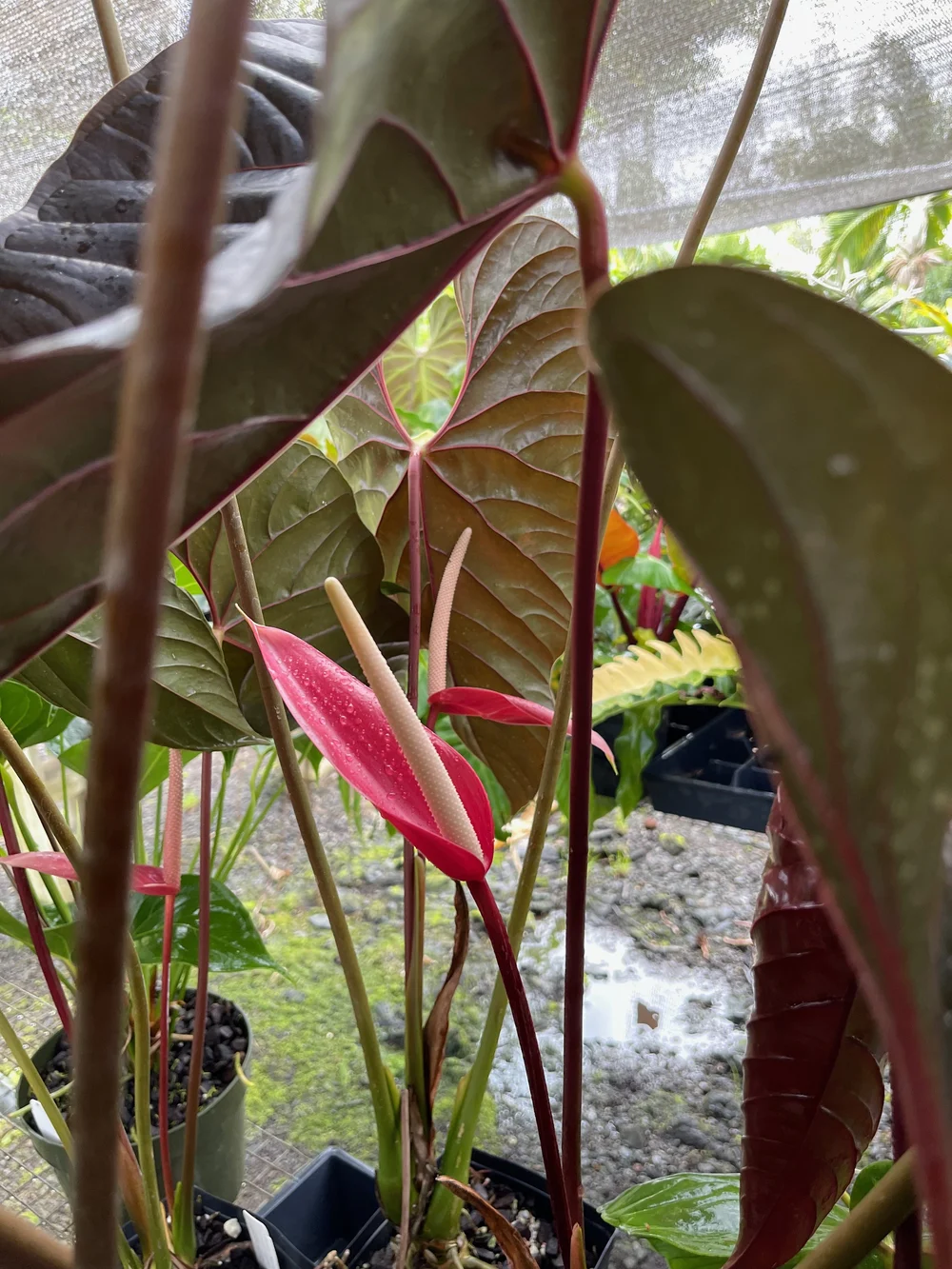 anthurium carlablackiae Anthurium carlablackiae x 'Doc Block F2'