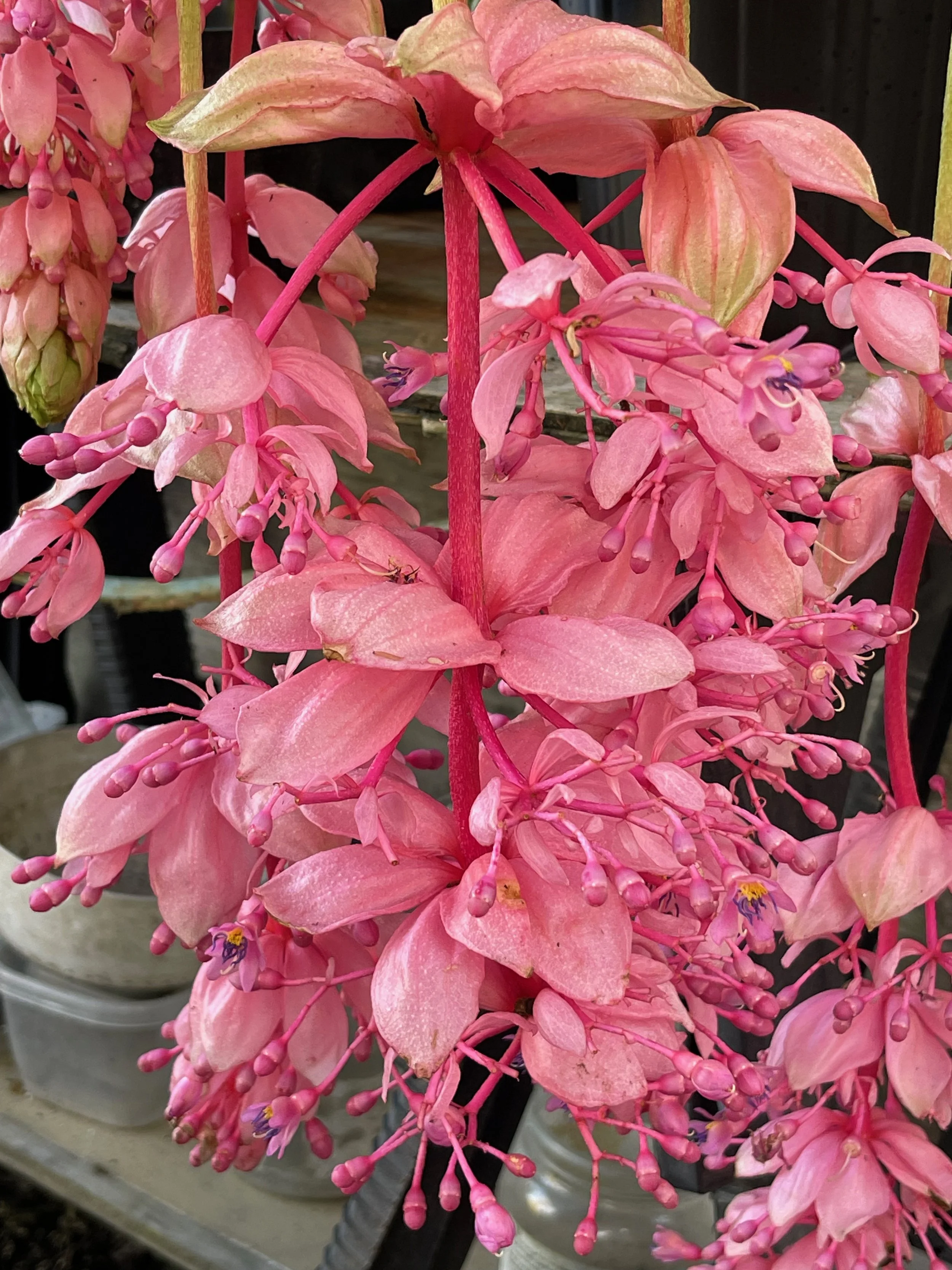 Medinilla 'Royal Glow' (1).jpeg